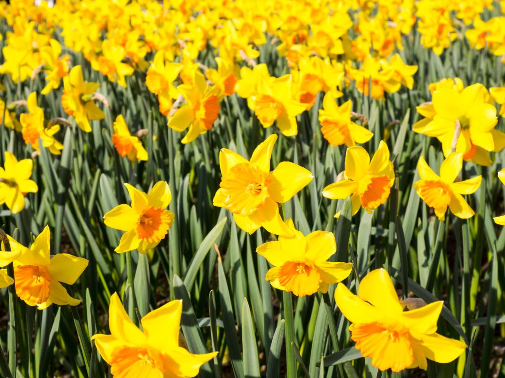 The Best Place to See Daffodils Is in This Small Town in New York
