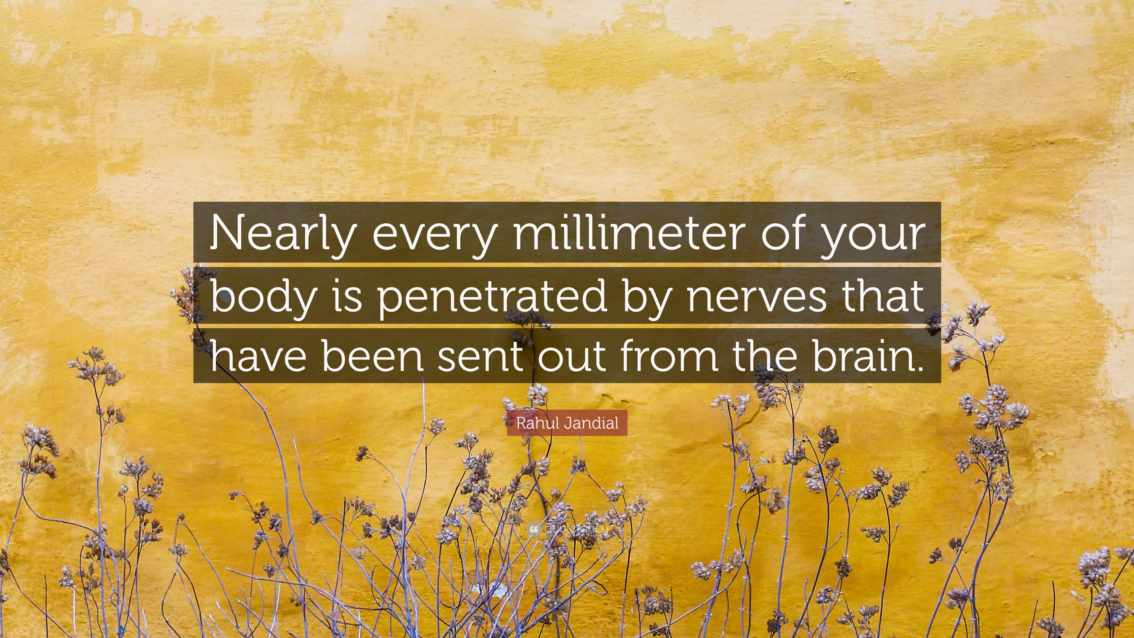 Rahul Jandial Quote: “Nearly every millimeter of your body is penetrated by nerves that have been