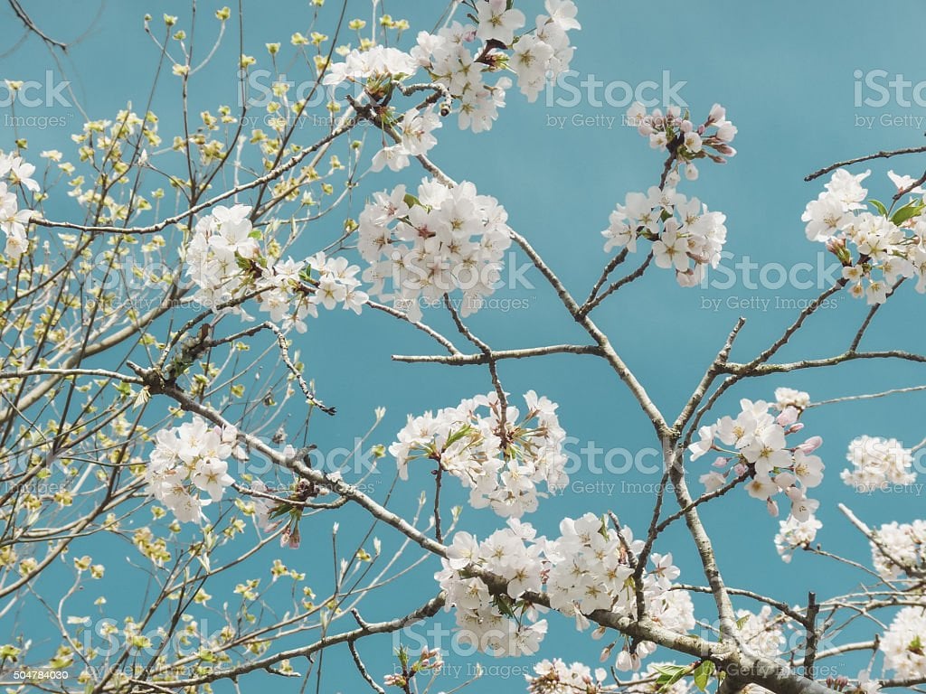 Cherry Blossoms On Tree Spring Flower Branches Blue Sky Vintage Image Now
