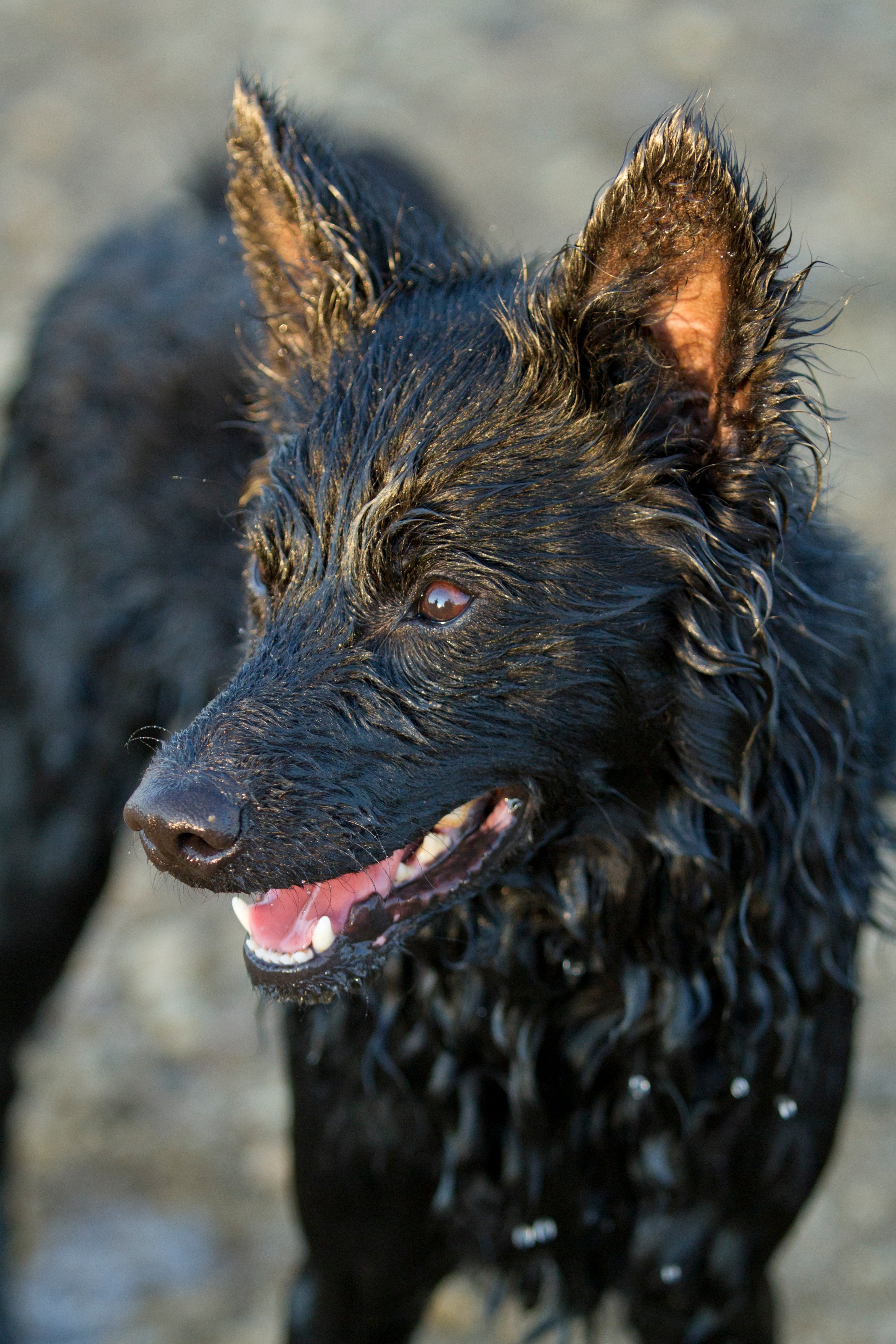 Mudi Dog Breed Information & Picture