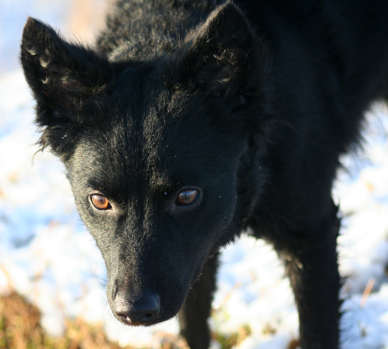 Mudi dog face photo and wallpaper. Beautiful Mudi dog face picture