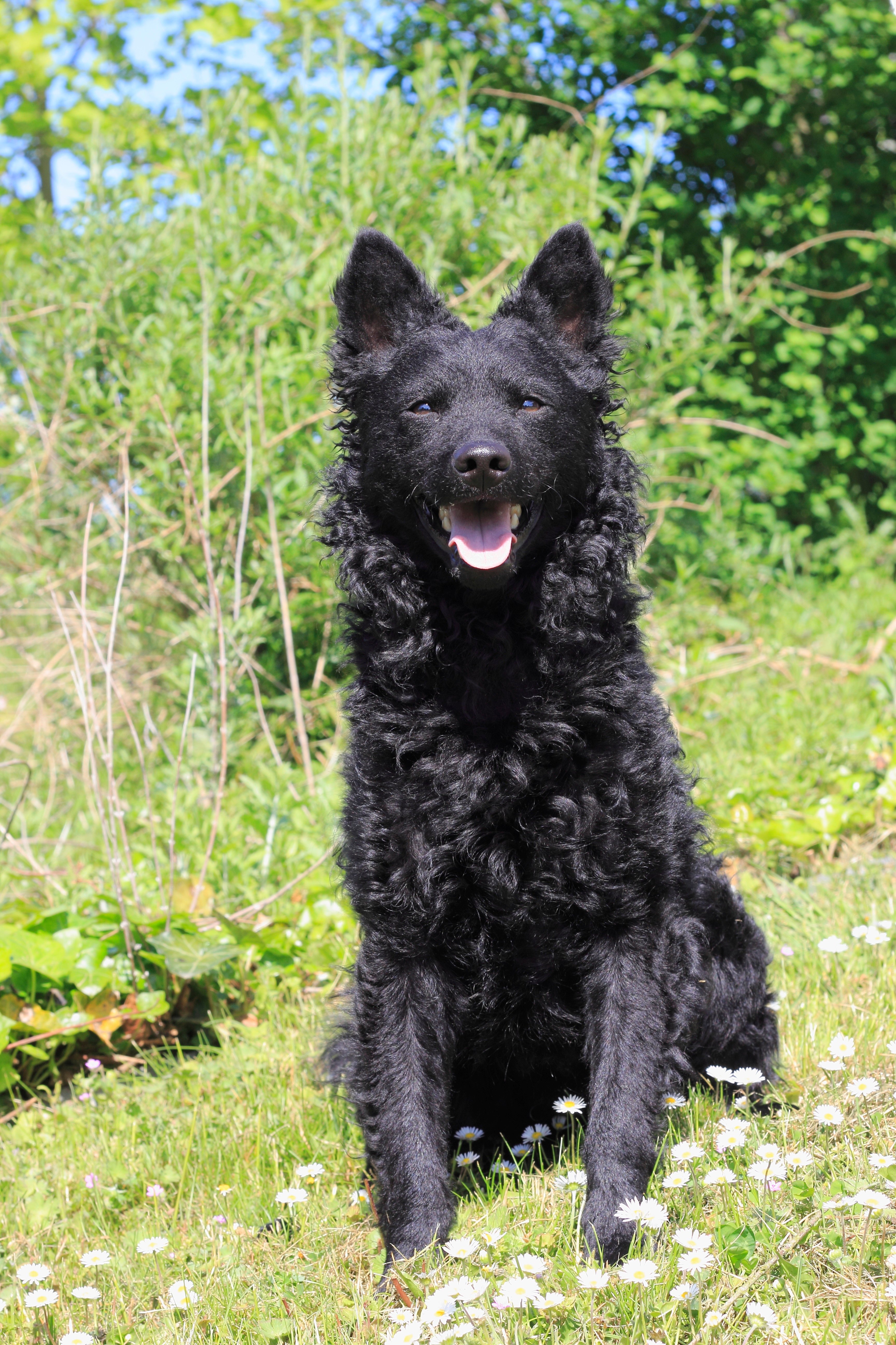 Mudi Dog Breed Information & Picture