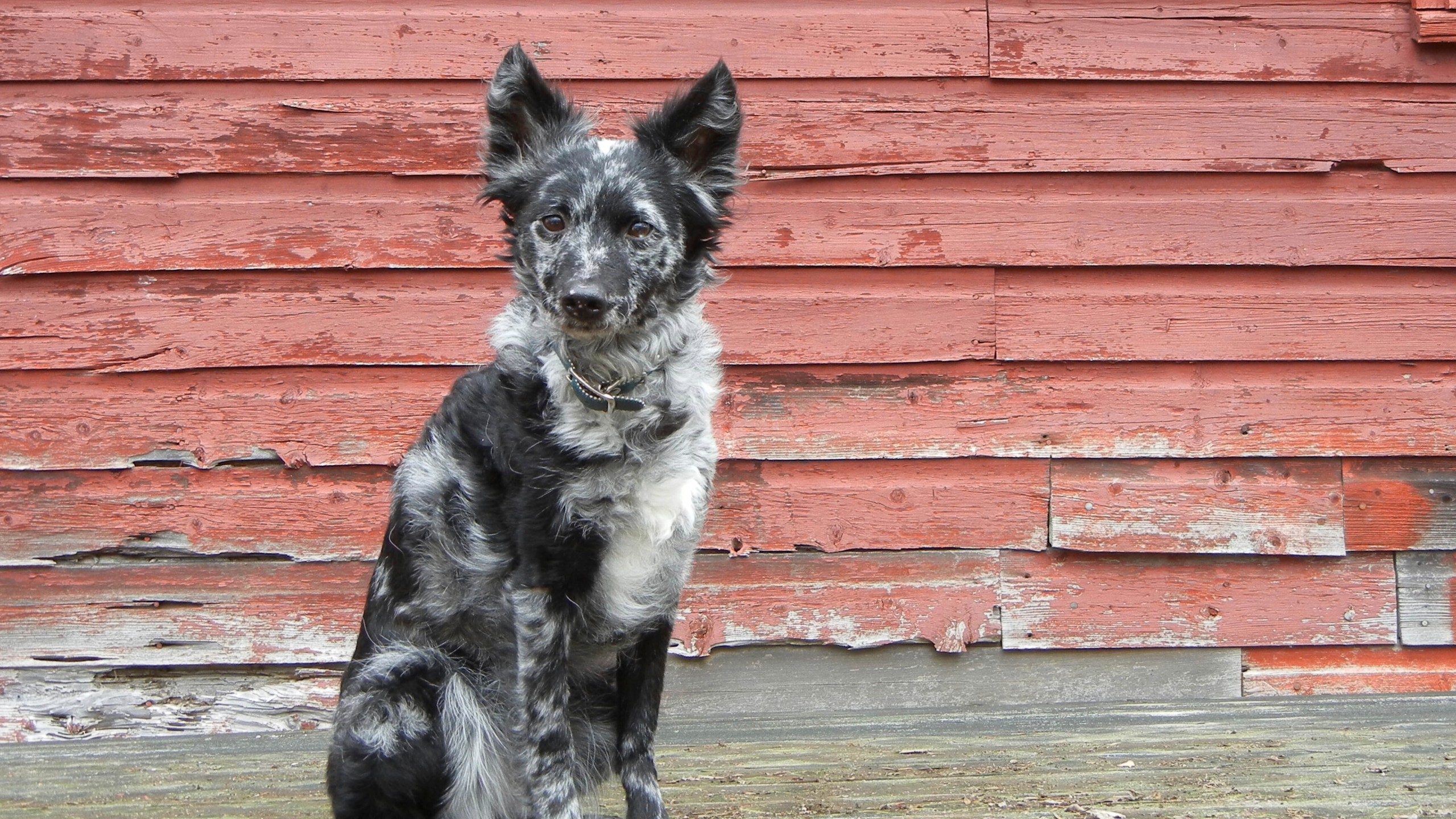 Mudi'? Try a toy: American Kennel Club adds 2 dog breeds