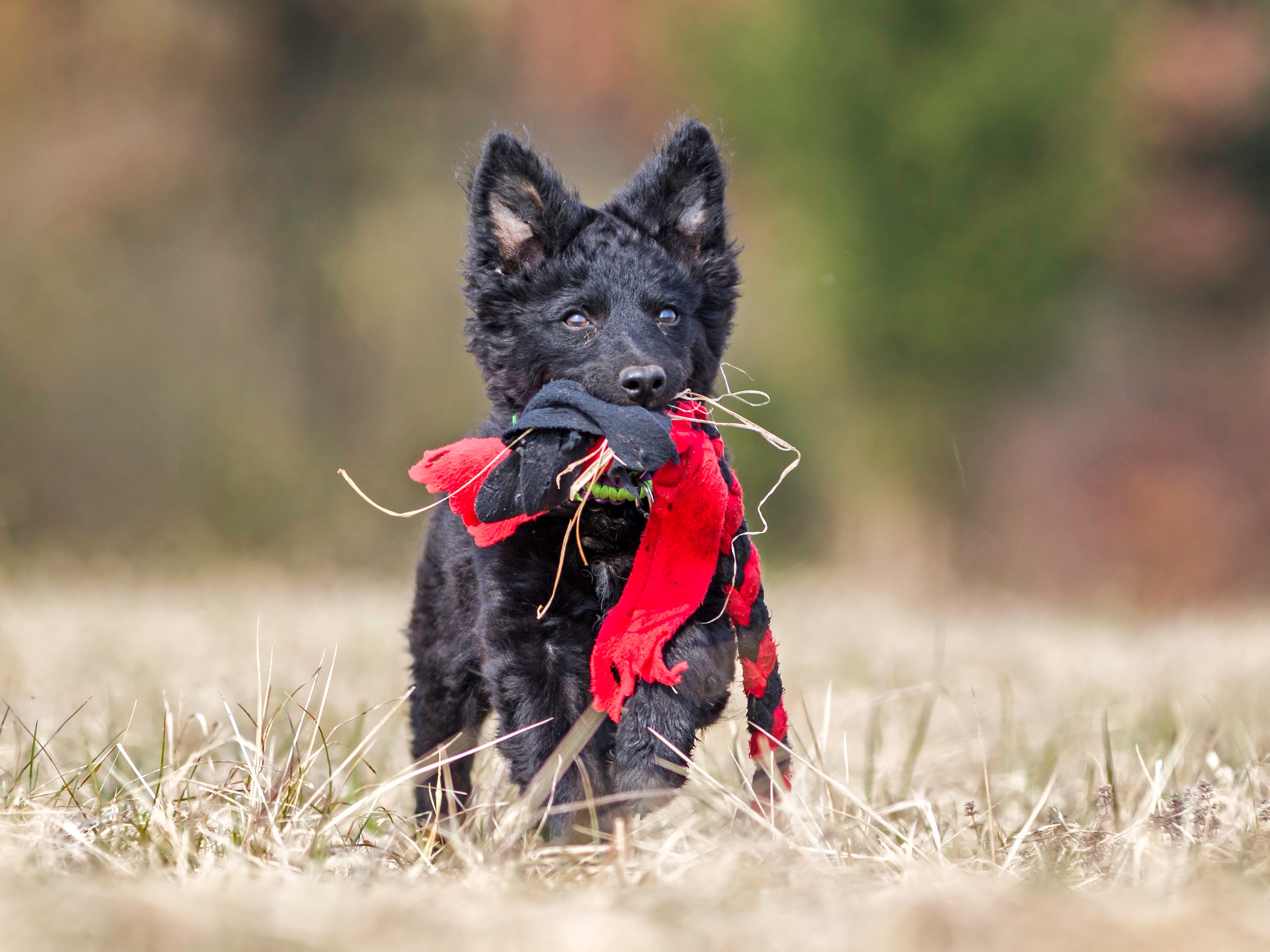 Mudi Dog Breed Information & Picture