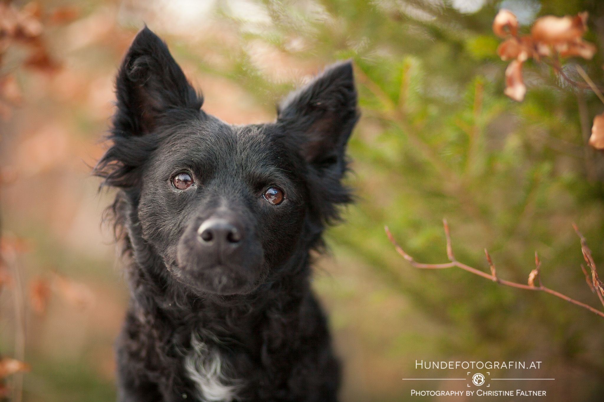 Dog Picture