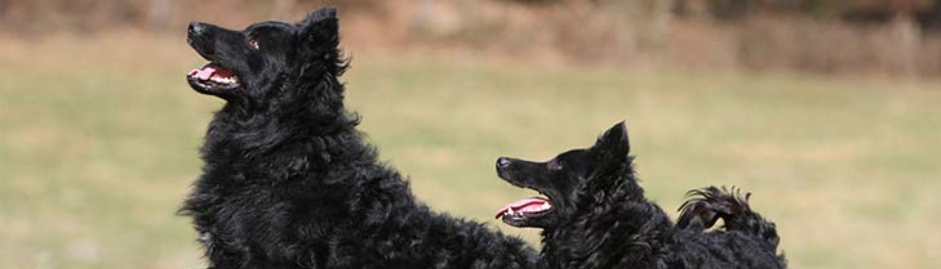 AKC.TV