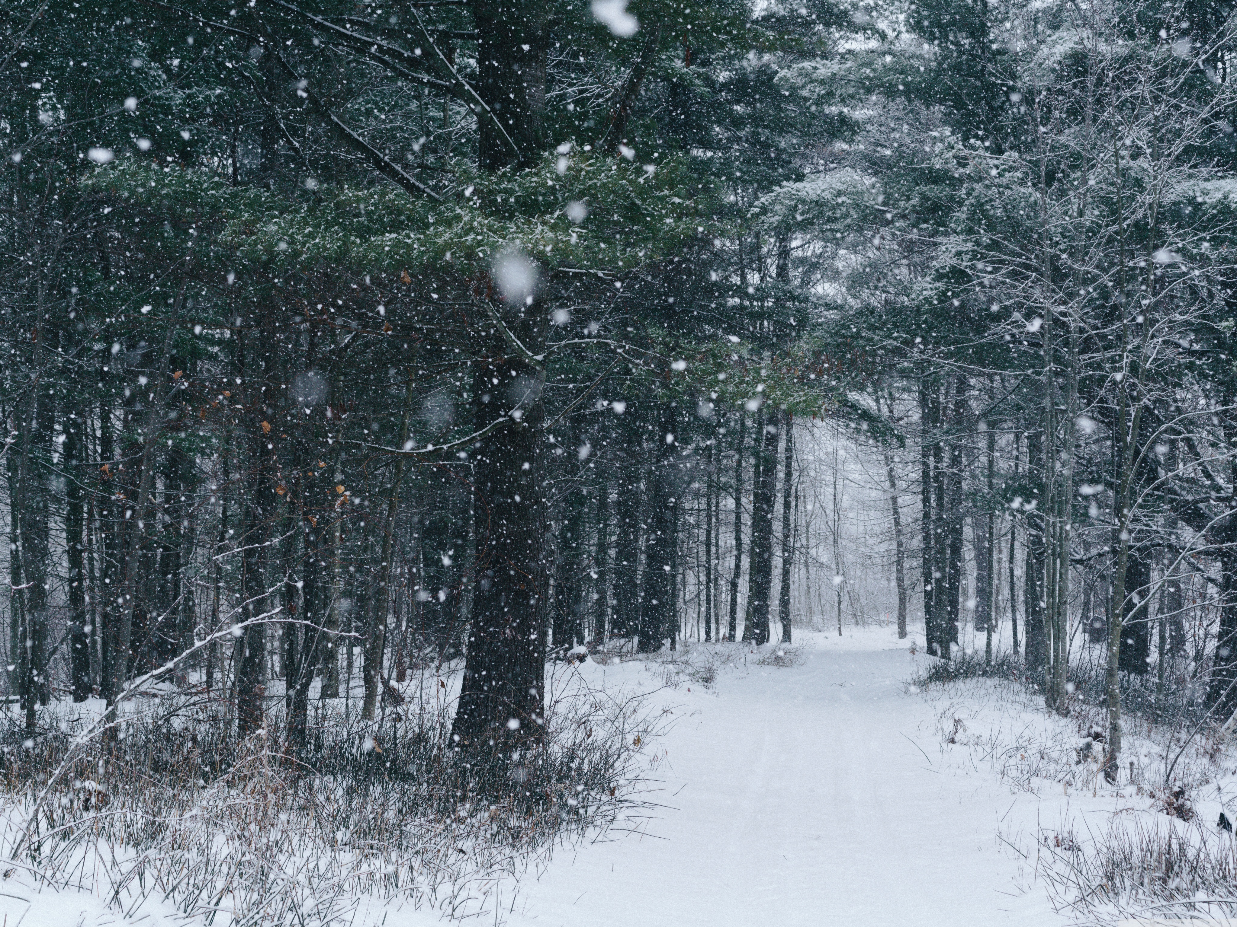 Snowfall, Path, Trees, Forest, Winter Ultra HD Desktop Background Wallpaper for 4K UHD TV, Widescreen & UltraWide Desktop & Laptop, Tablet