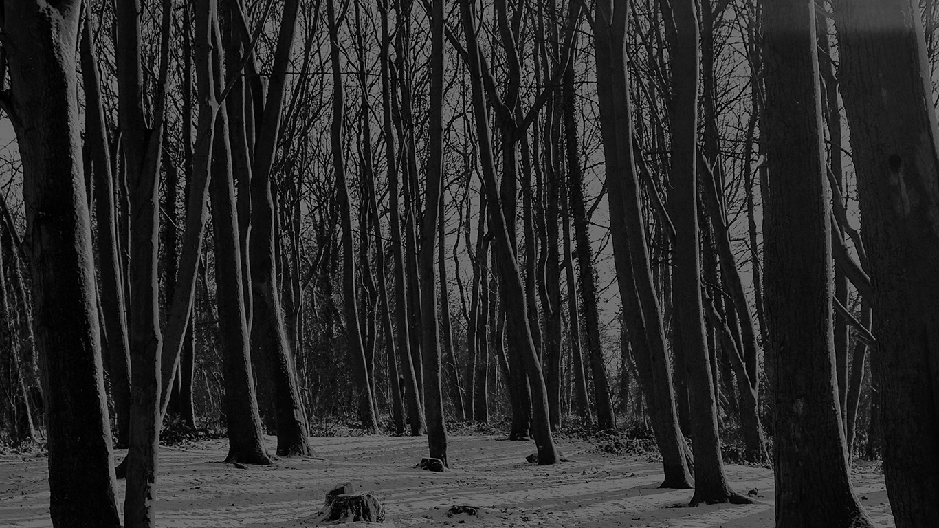 wallpaper for desktop, laptop. cold winter forest snow nature mountain dark bw