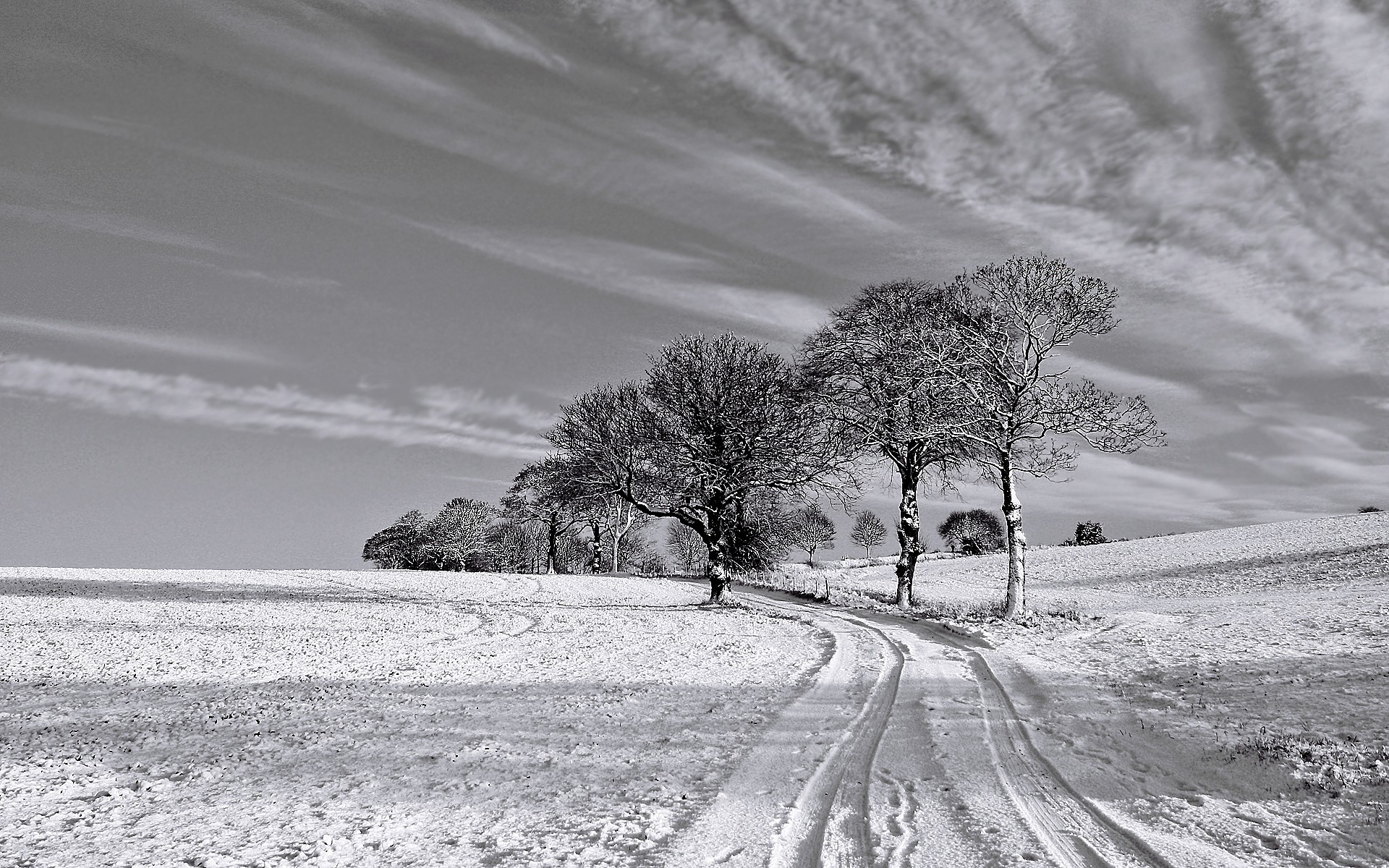 Black and White Winter desktop PC and Mac wallpaper