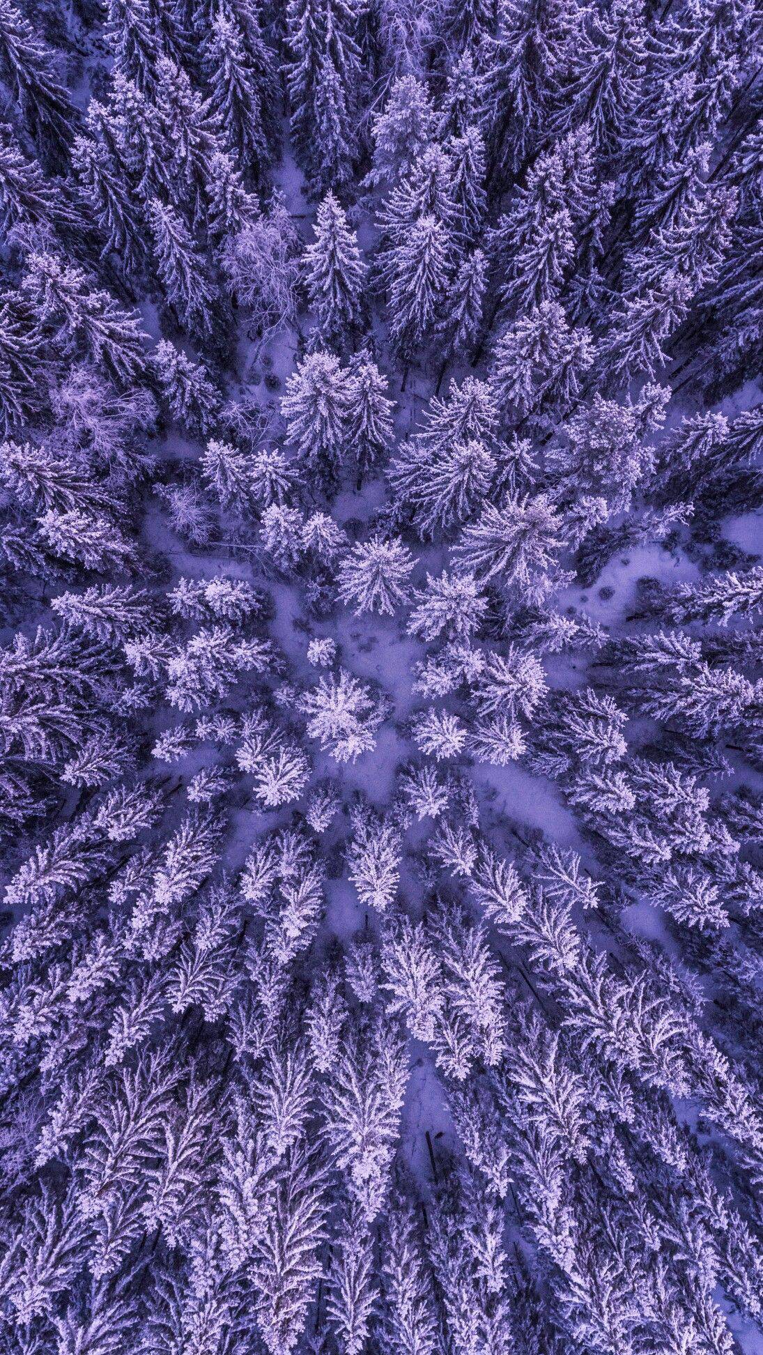 Winter Tree iPhone Wallpapers Wallpaper Cave