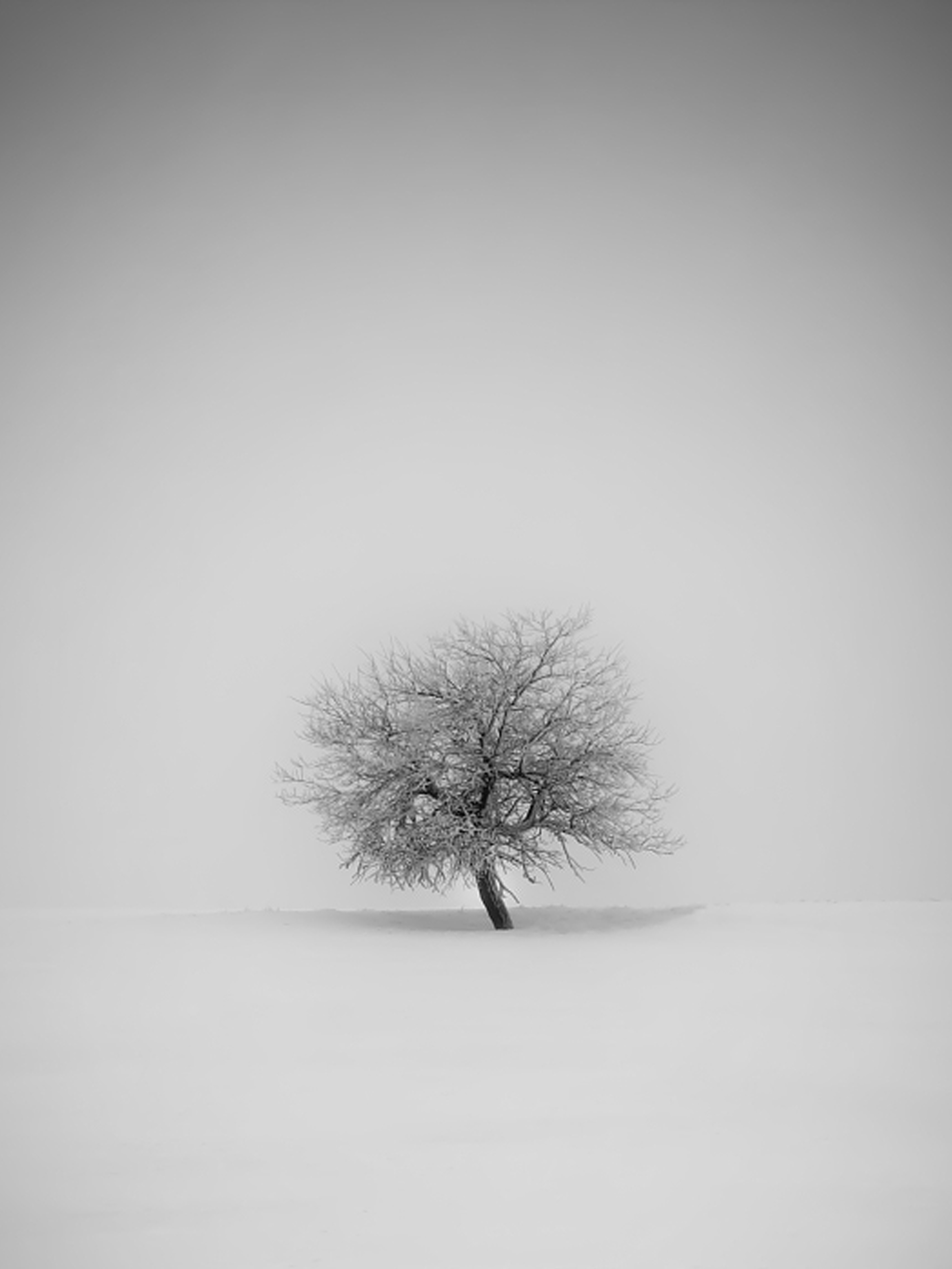 Winter Tree Mobile Wallpaper