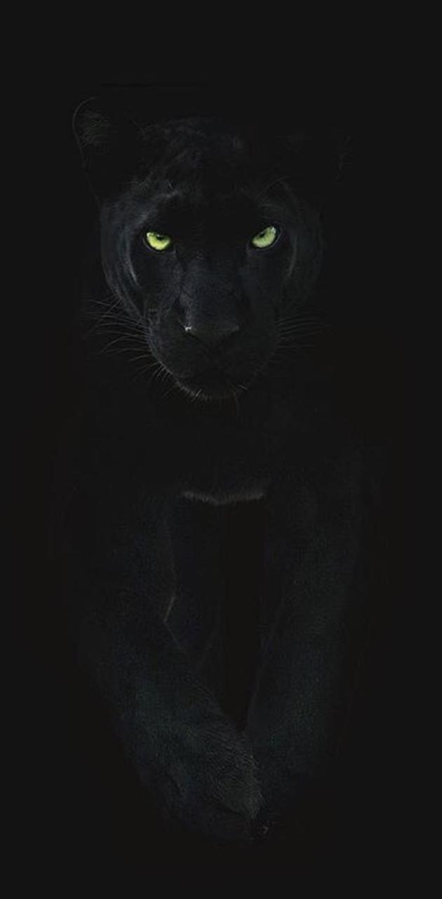 Black puma wallpaper