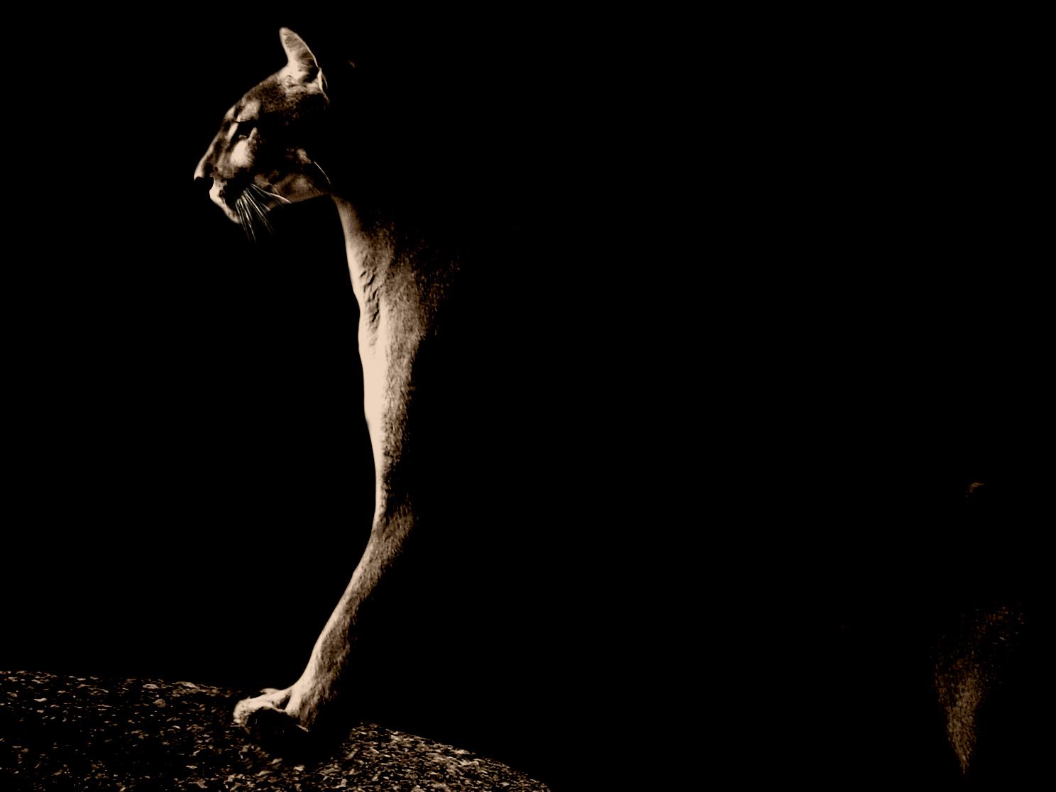 Black Puma Wallpaper