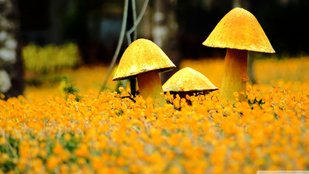 Mushrooms. Desktop wallpaper background, Wallpaper, HD desktop