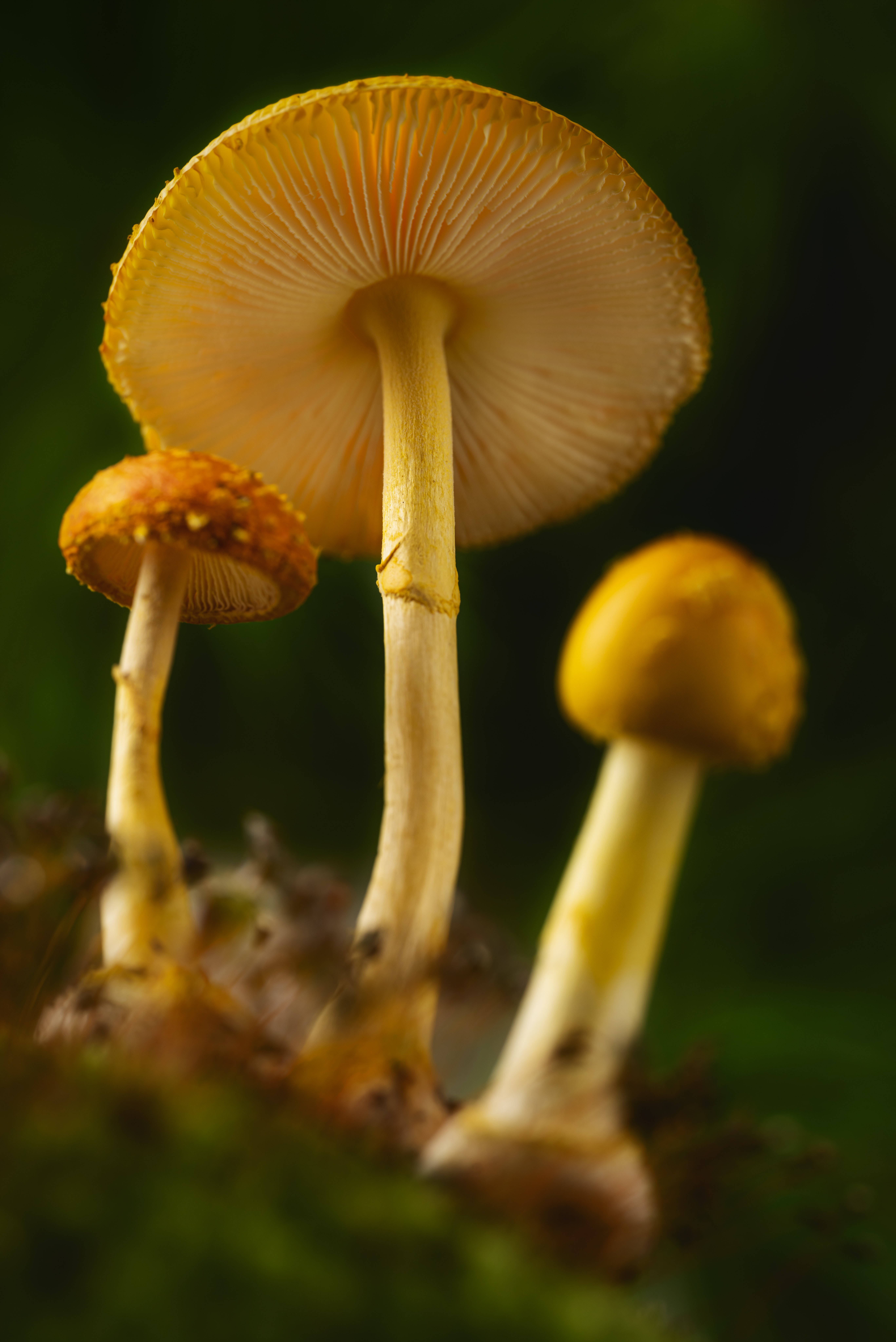 Download Yellow Mushroom Aesthetic Wallpaper