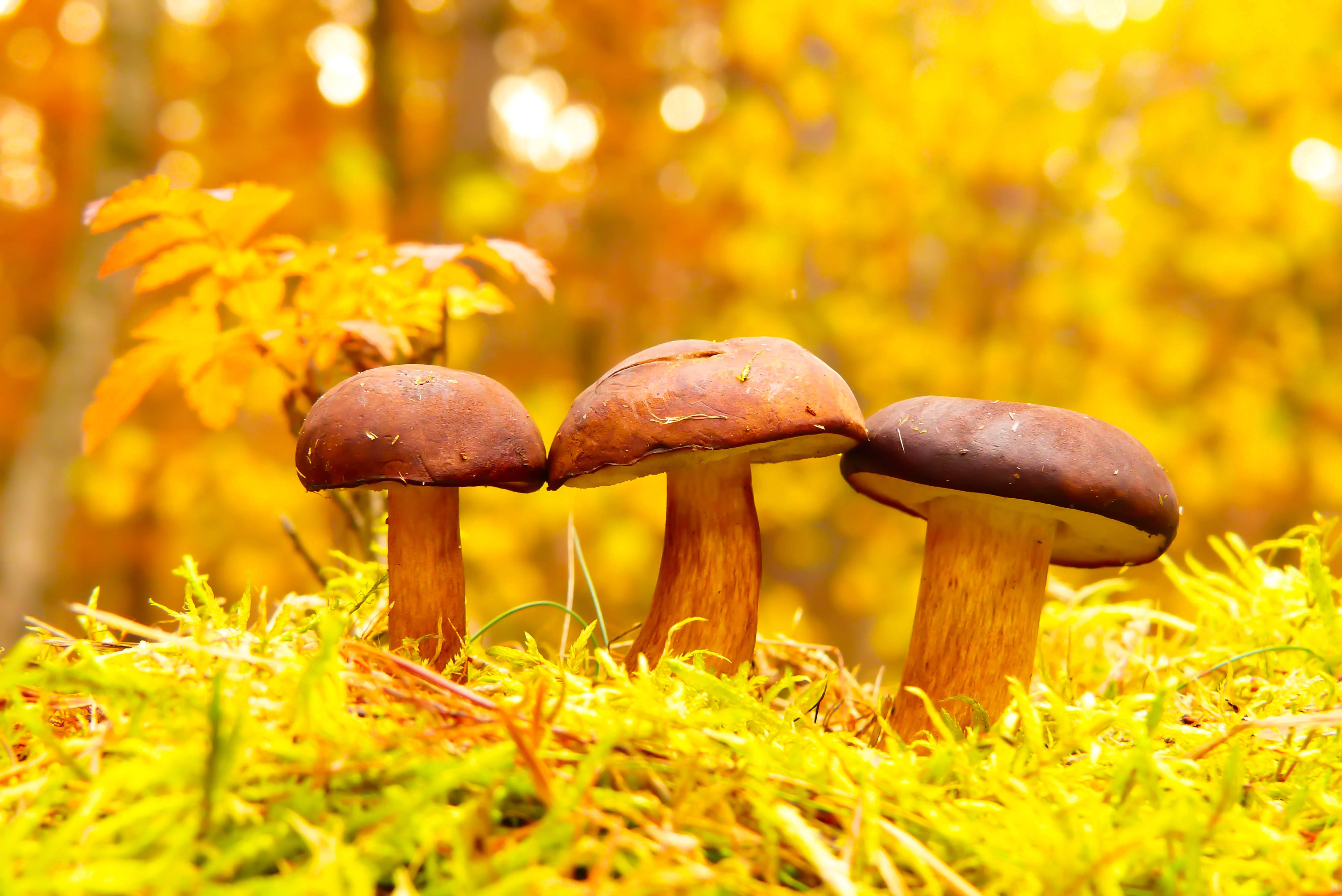 Download Three Cute Mushrooms On Yellow Grass Wallpaper