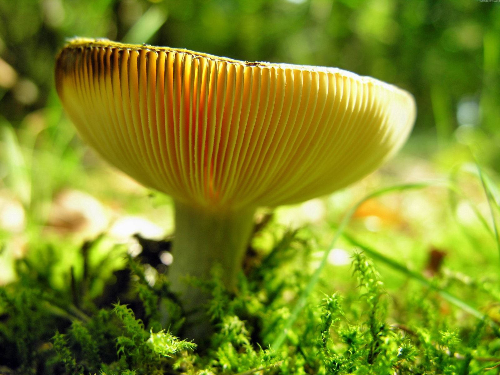 Download Wild Yellow Mushroom Wallpaper