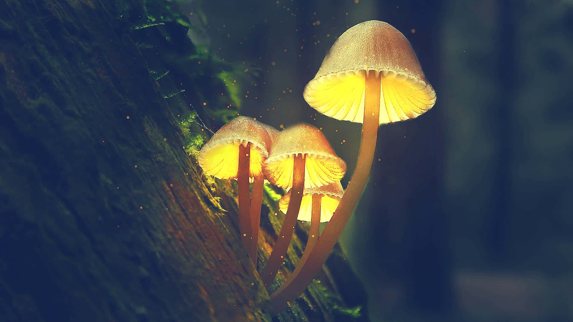 Download Psilocybe Fungus With Glowing Yellow Cap Wallpaper