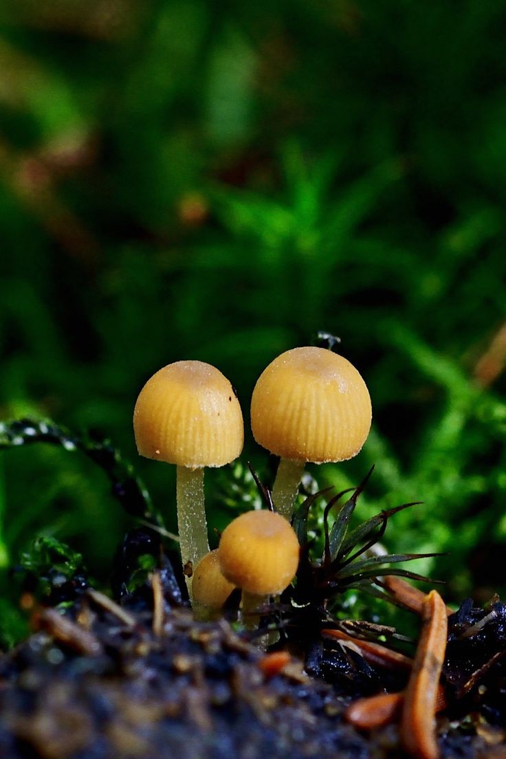 Small yellow color mushrooms. Stuffed mushrooms, Wild mushrooms, Mushroom picture