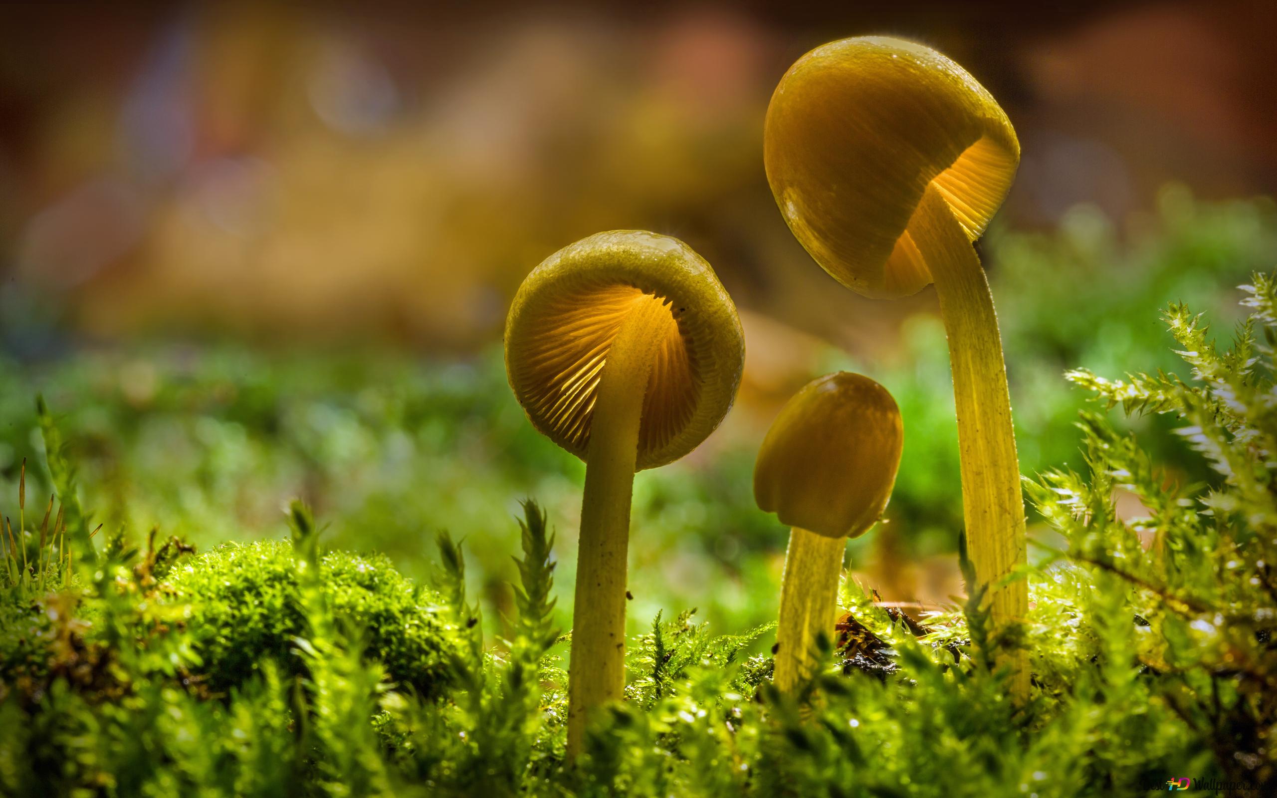 Yellow Mushroom 4K wallpaper download