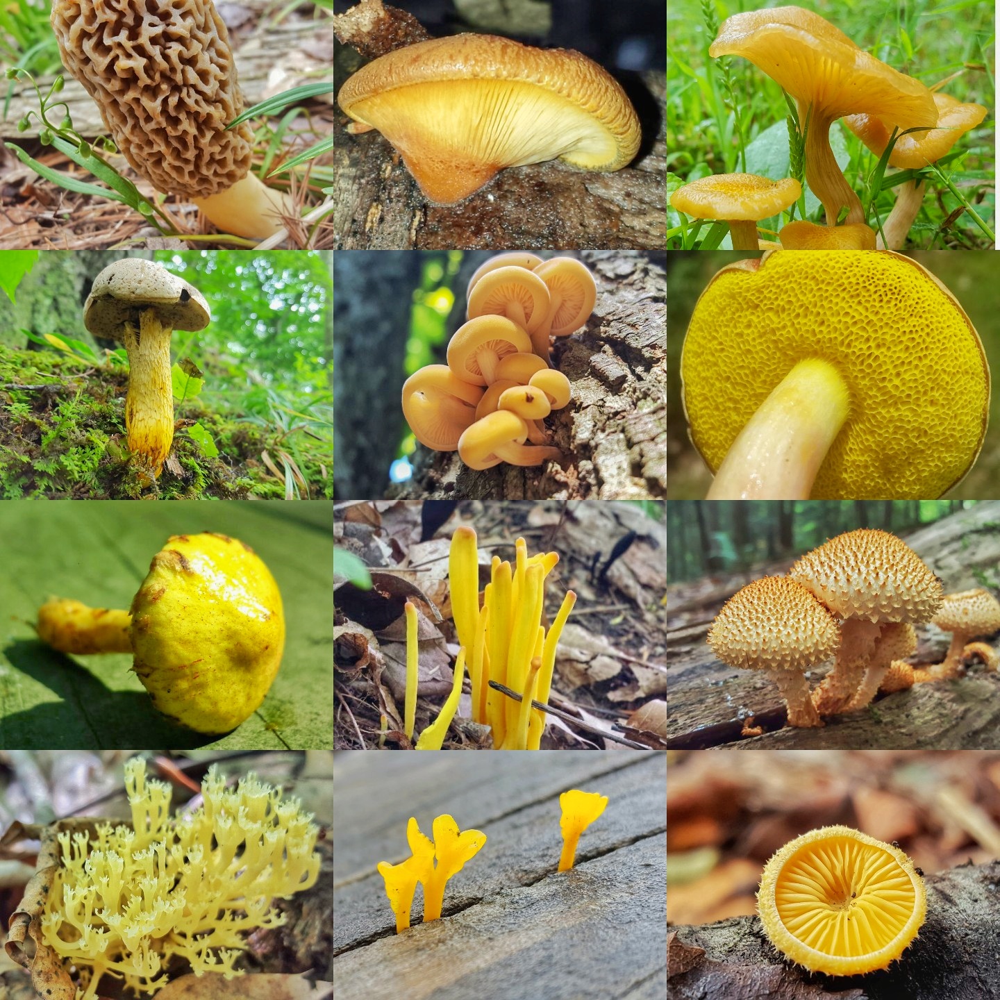 Colorful Mushroom Photo. The Nature Treasure Hunt