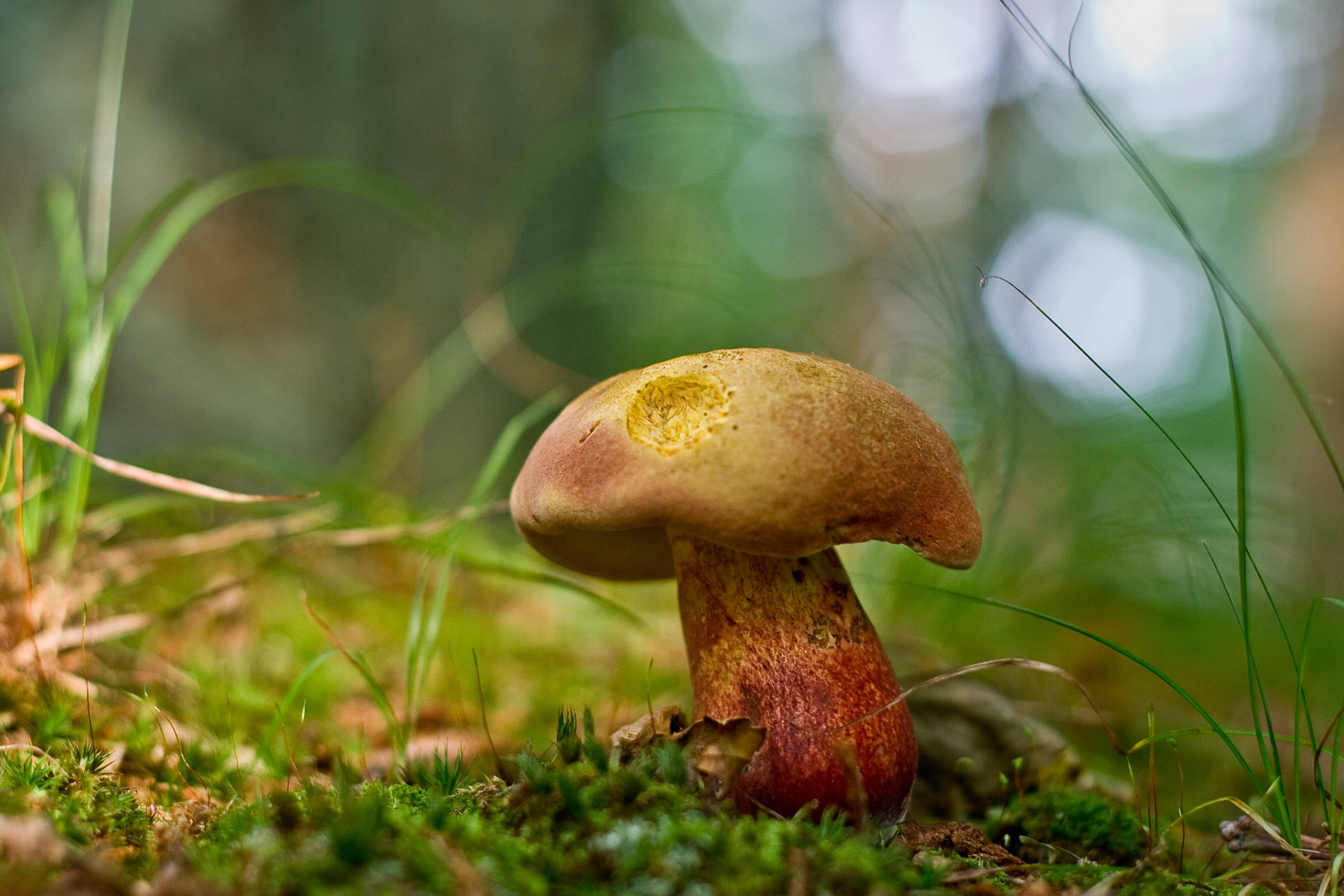 Download Cute Brown And Yellow Mushroom On Grass Wallpaper
