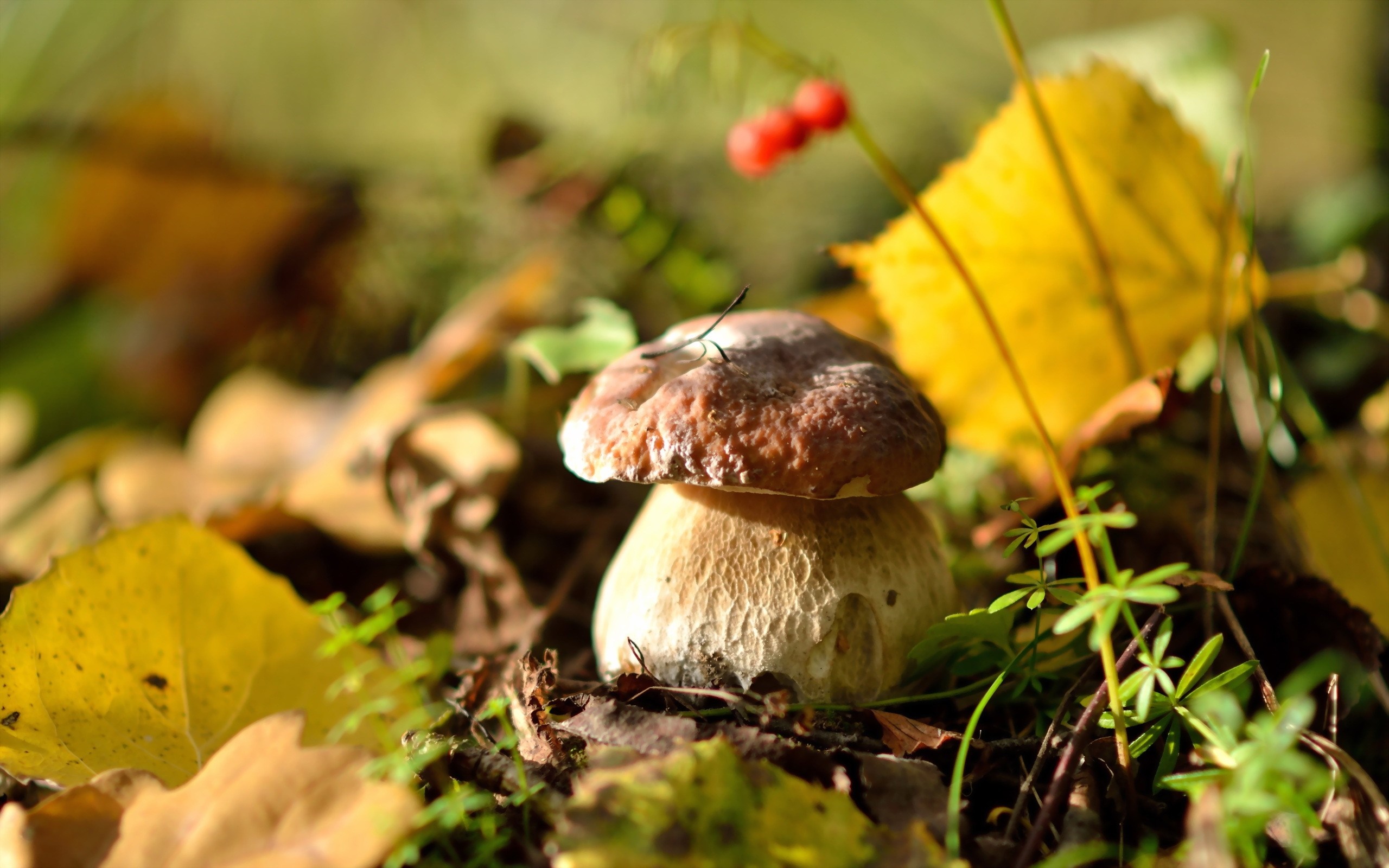 nature, macro, mushroom, yellow, fungus, autumn, leaf, flower, season, flora, fauna, woodland, botany, macro photography, penny bun, edible mushroom Gallery HD Wallpaper