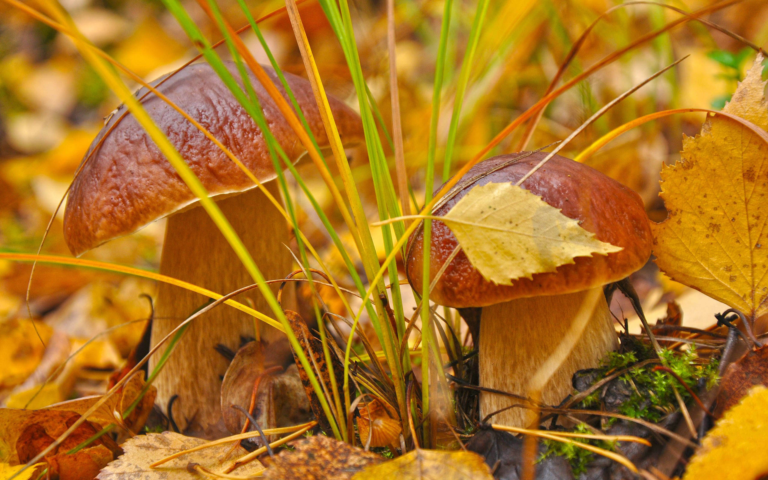 Download Two Cute Penny Bun Mushrooms With Yellow Leaves Wallpaper
