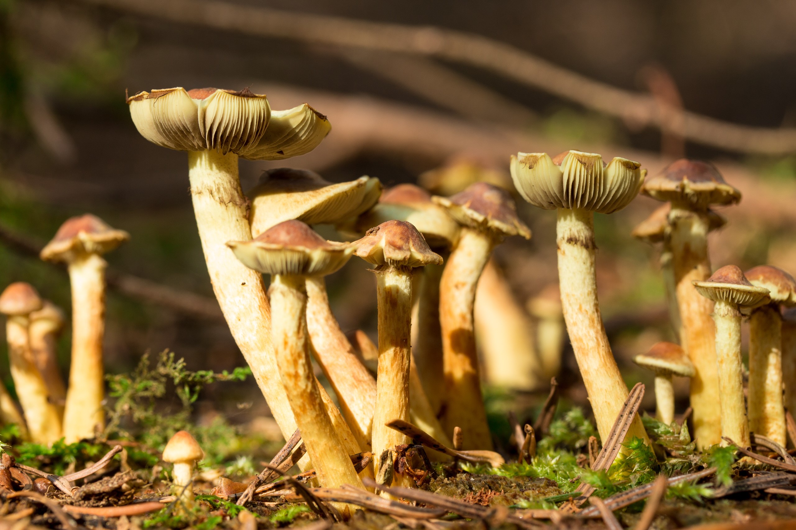 nature, wood, fungus, moss, forest, mushroom Gallery HD Wallpaper