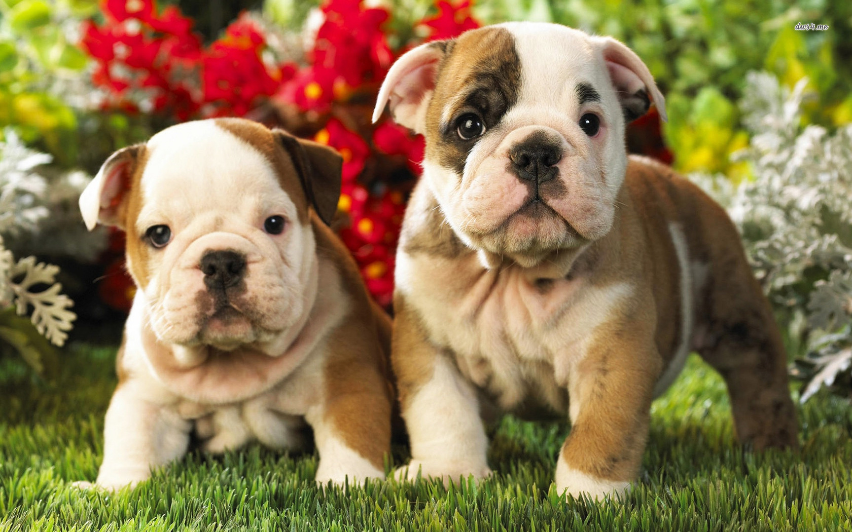 English Bulldog Wallpaper