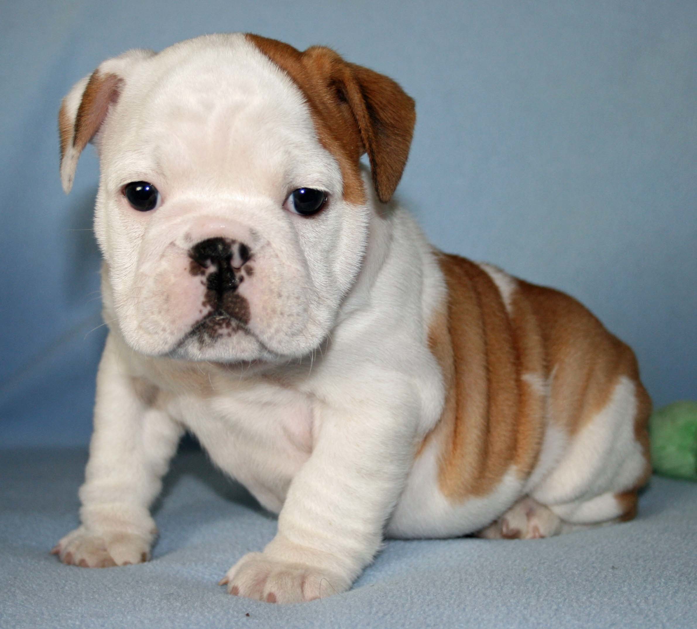 Adorable Bulldog Puppies. For more cute puppies, check out our youtube channel