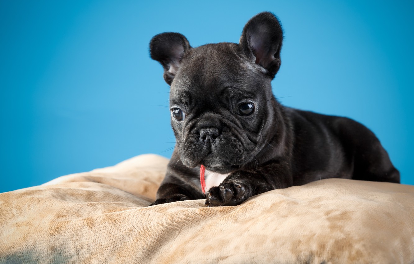 Wallpaper black, puppy, French bulldog image for desktop, section собаки