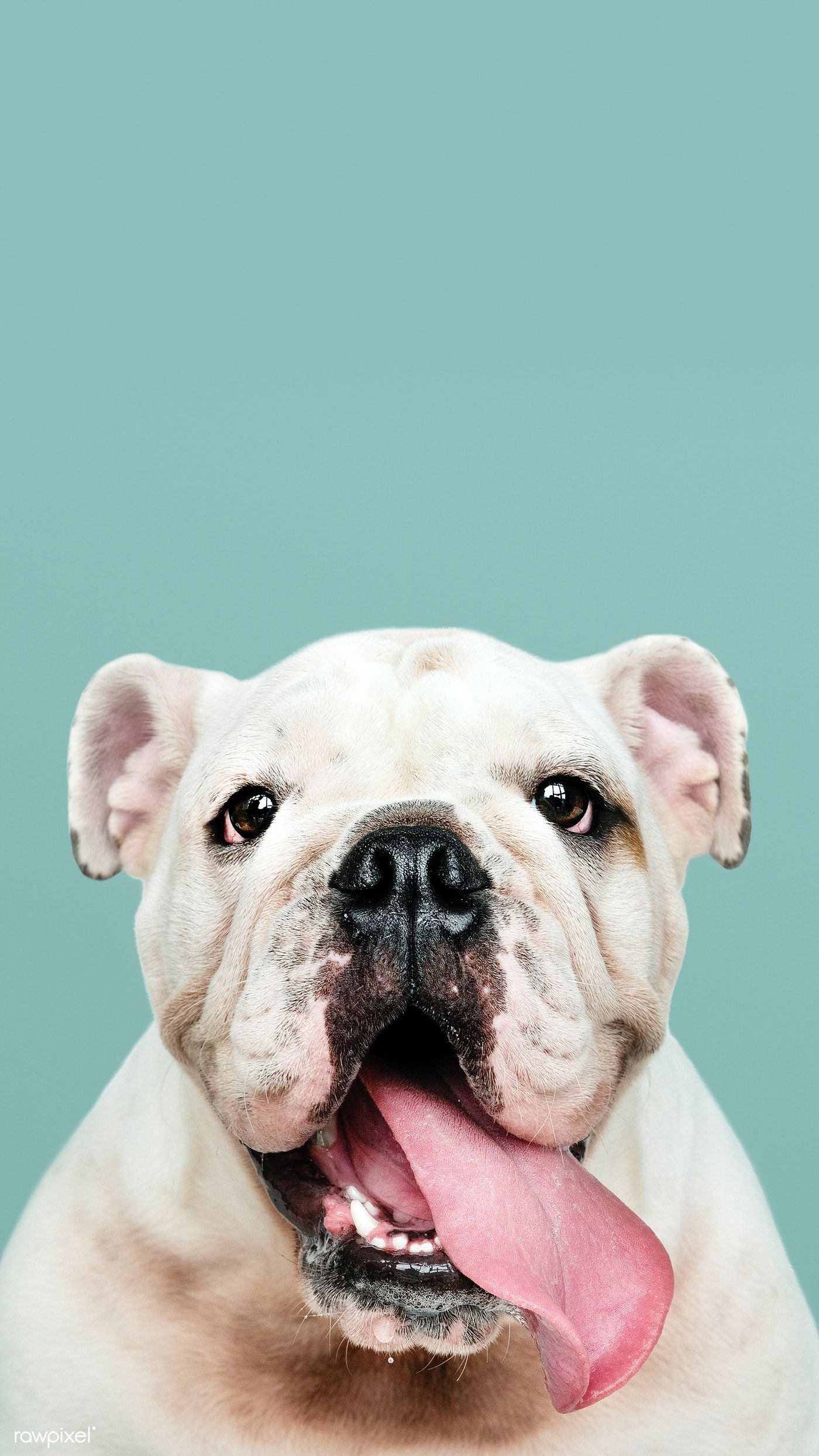 Adorable white Bulldog puppy portrait mobile phone wallpaper. premium image / eyeeyeview. Puppy portraits, Bulldog puppies, Cute bulldog puppies