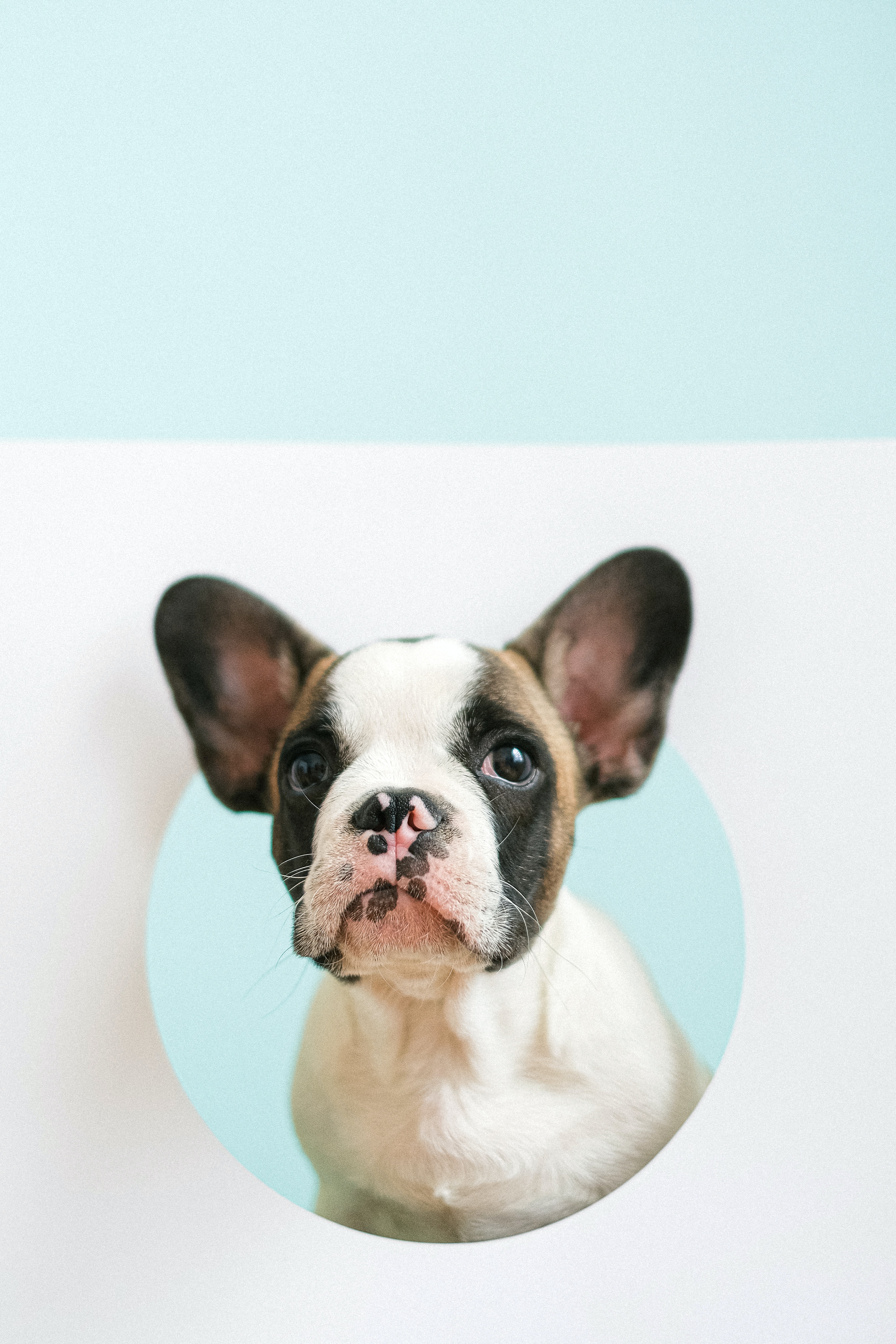 French Bulldog Photo, Download The BEST Free French Bulldog & HD Image