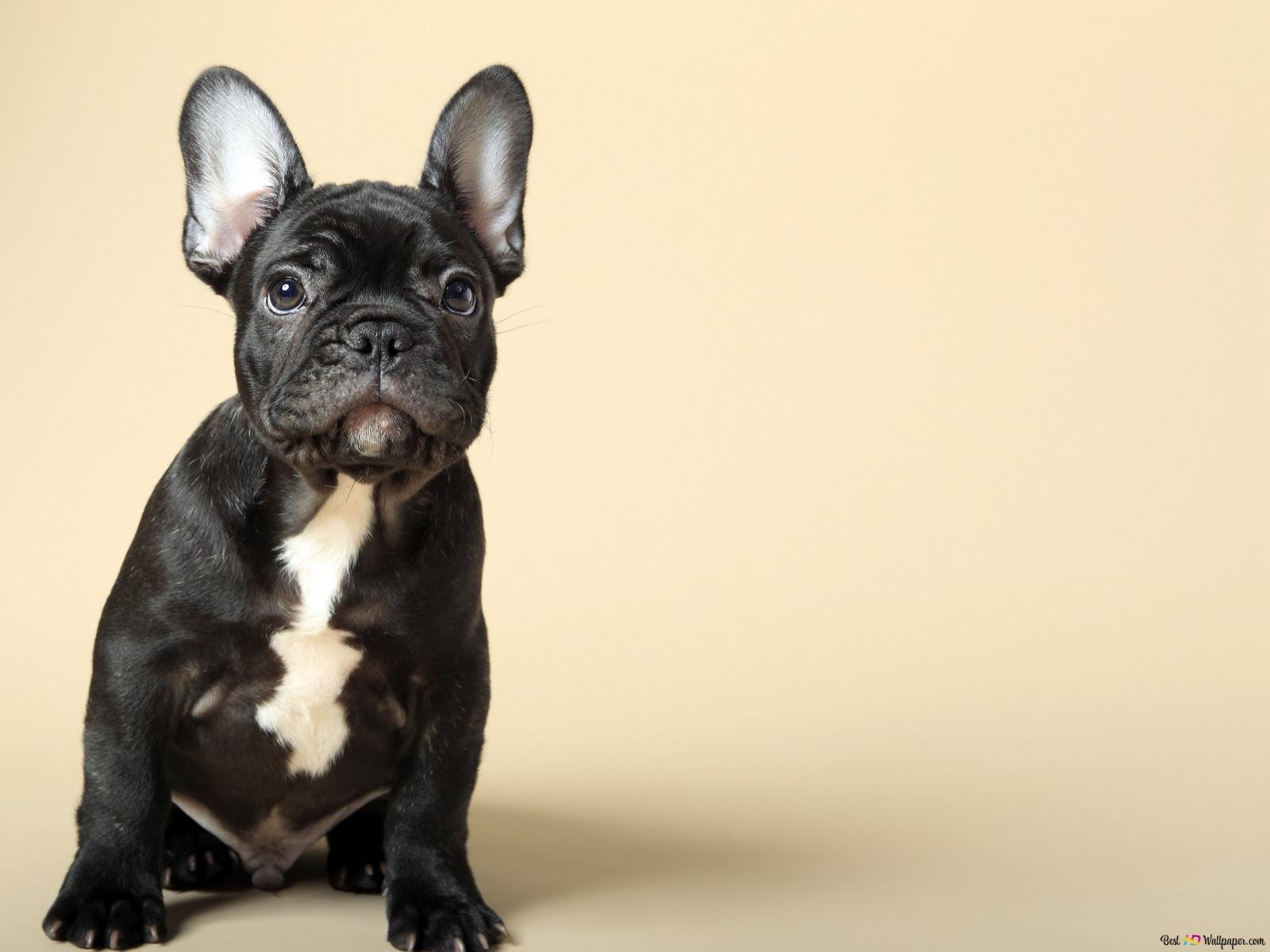 Cute animals, french bulldog HD wallpaper download