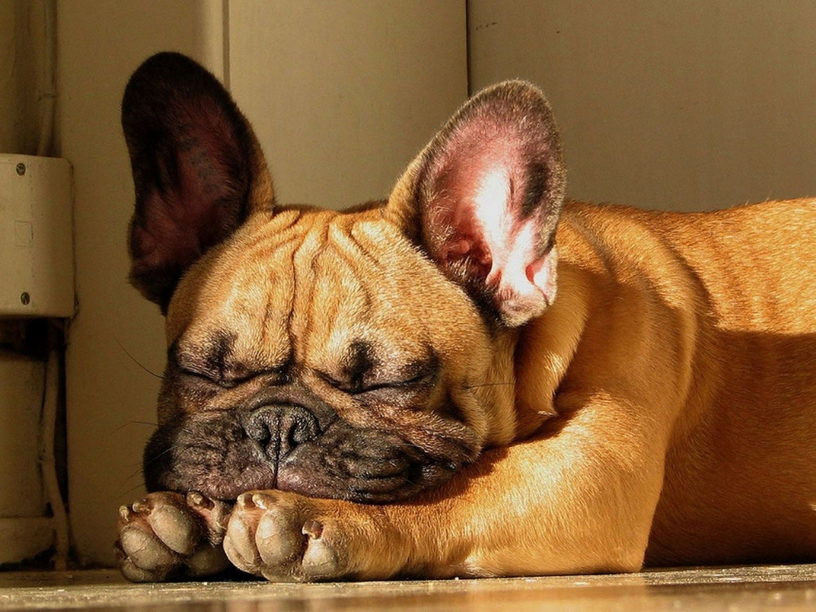 French Bulldog Wallpaper