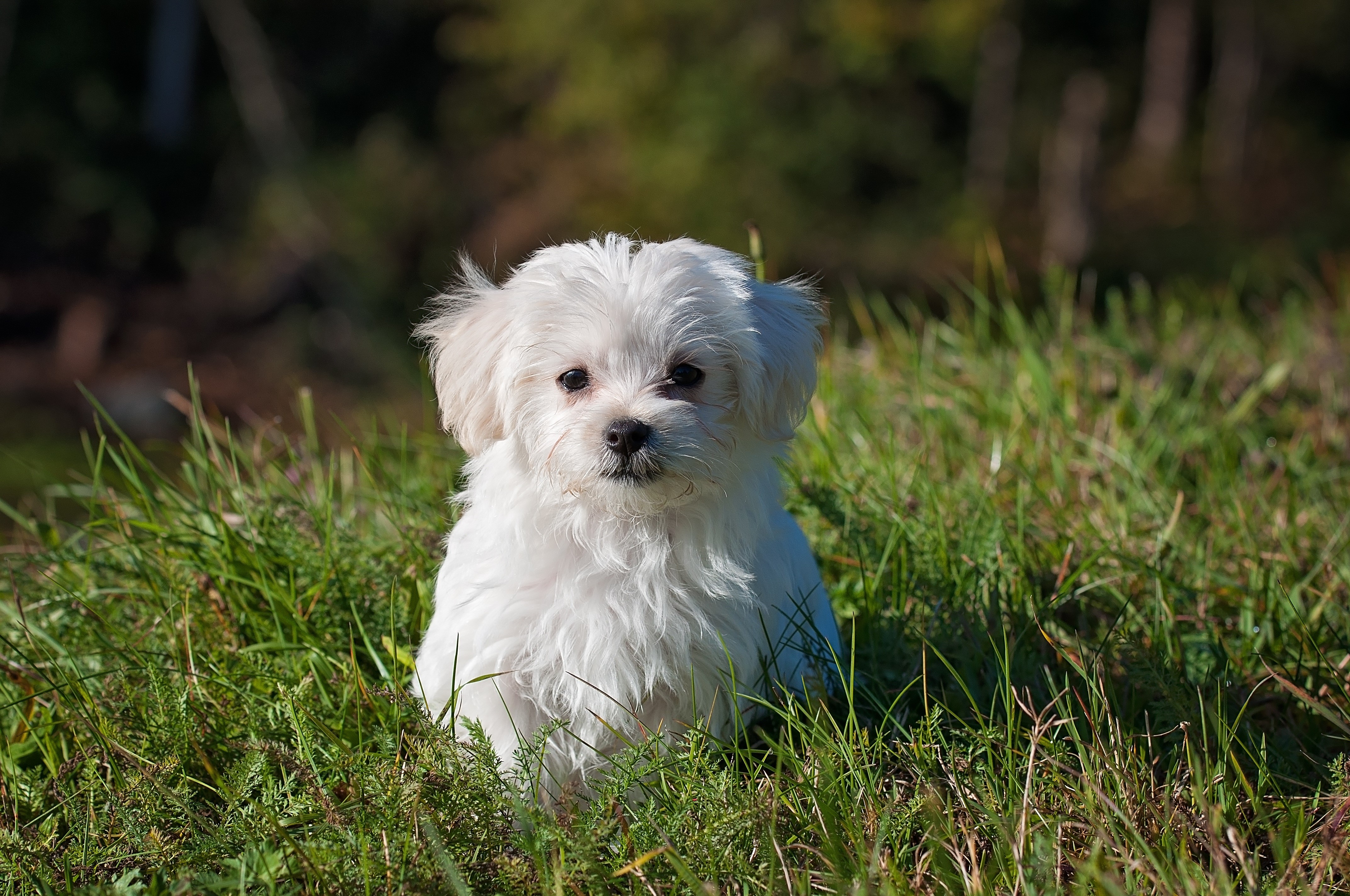 4K, Maltese, Dogs, Grass, Puppy, White, Glance Gallery HD Wallpaper