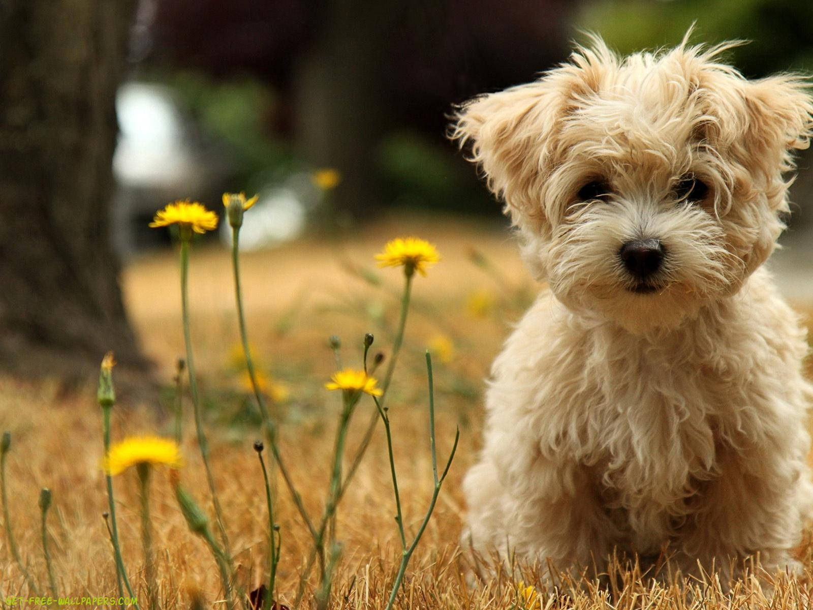 Download Puppy Wallpaper