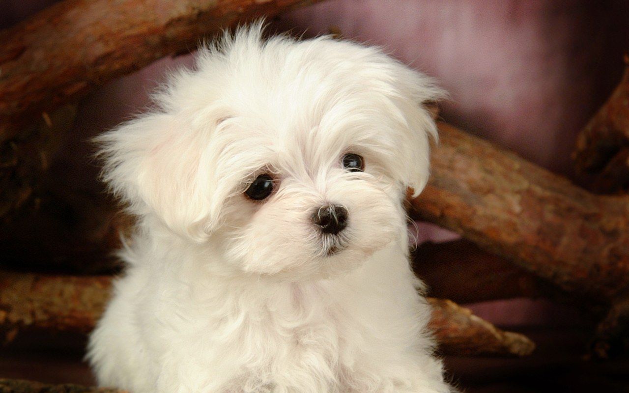 Maltese. Maltese puppy, Puppy dog picture, Fluffy dogs