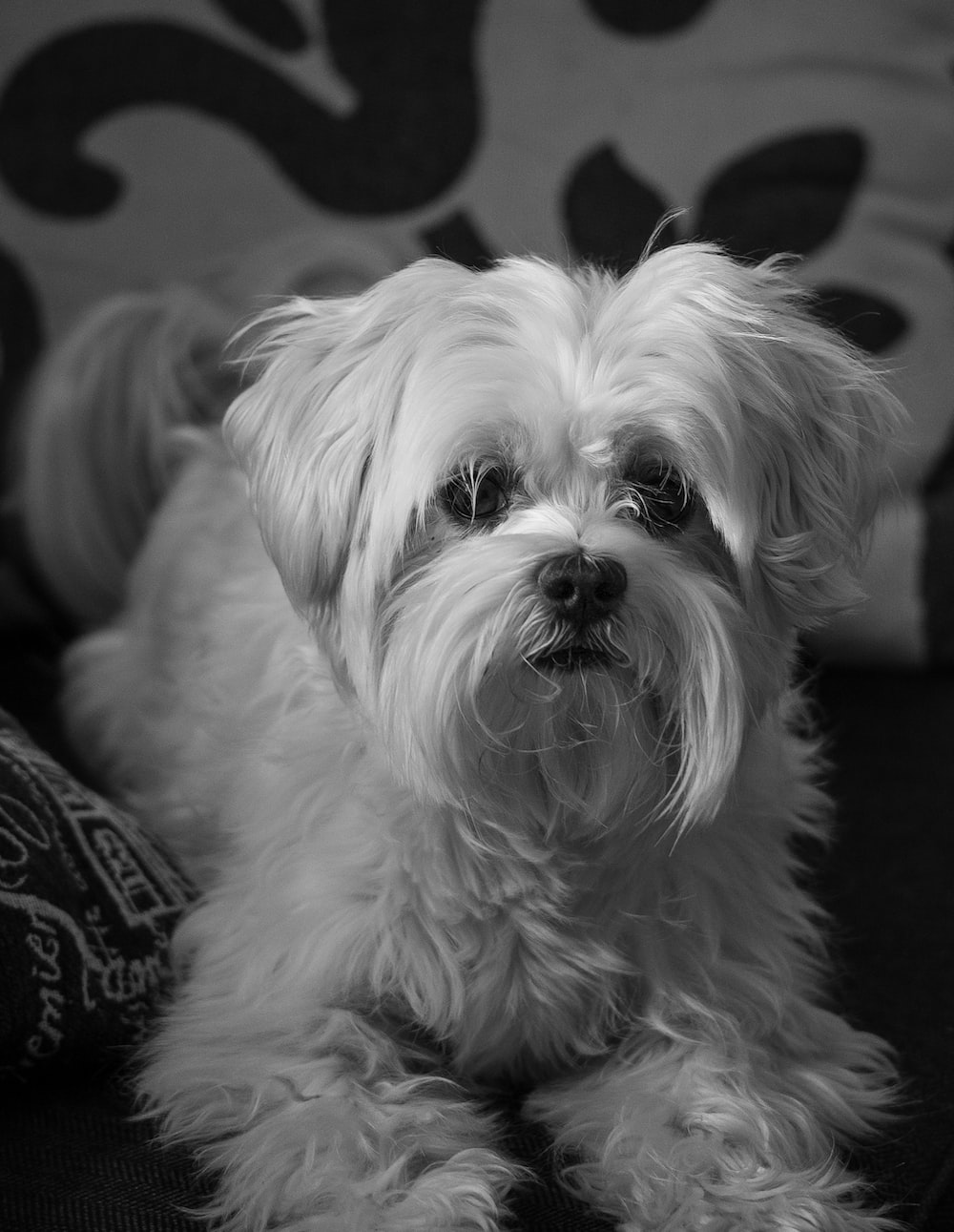 Maltese Dog Picture. Download Free Image