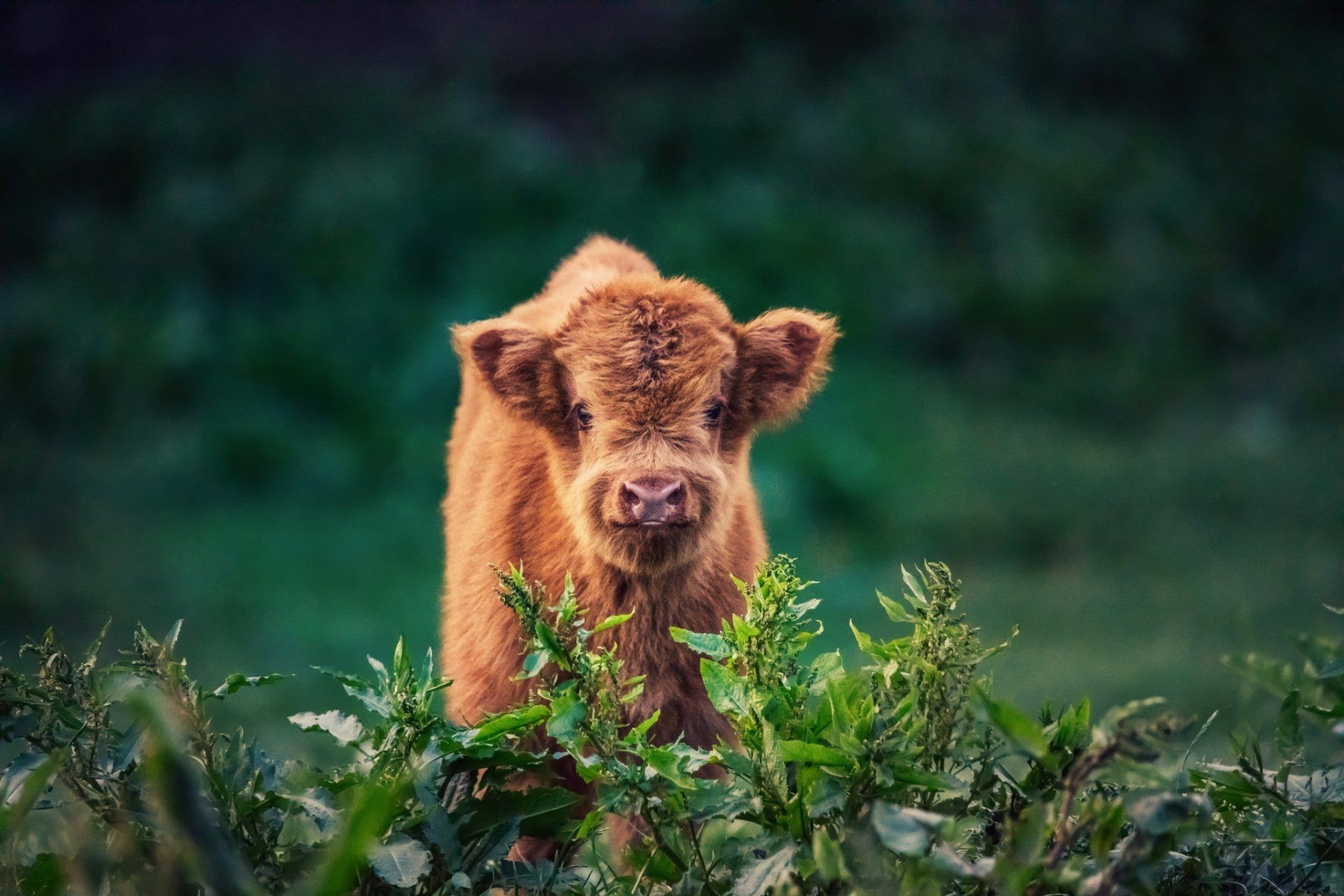 Animal #Cow Baby Animal P #wallpaper #hdwallpaper #desktop. Cow wallpaper, Fluffy cows, Animals