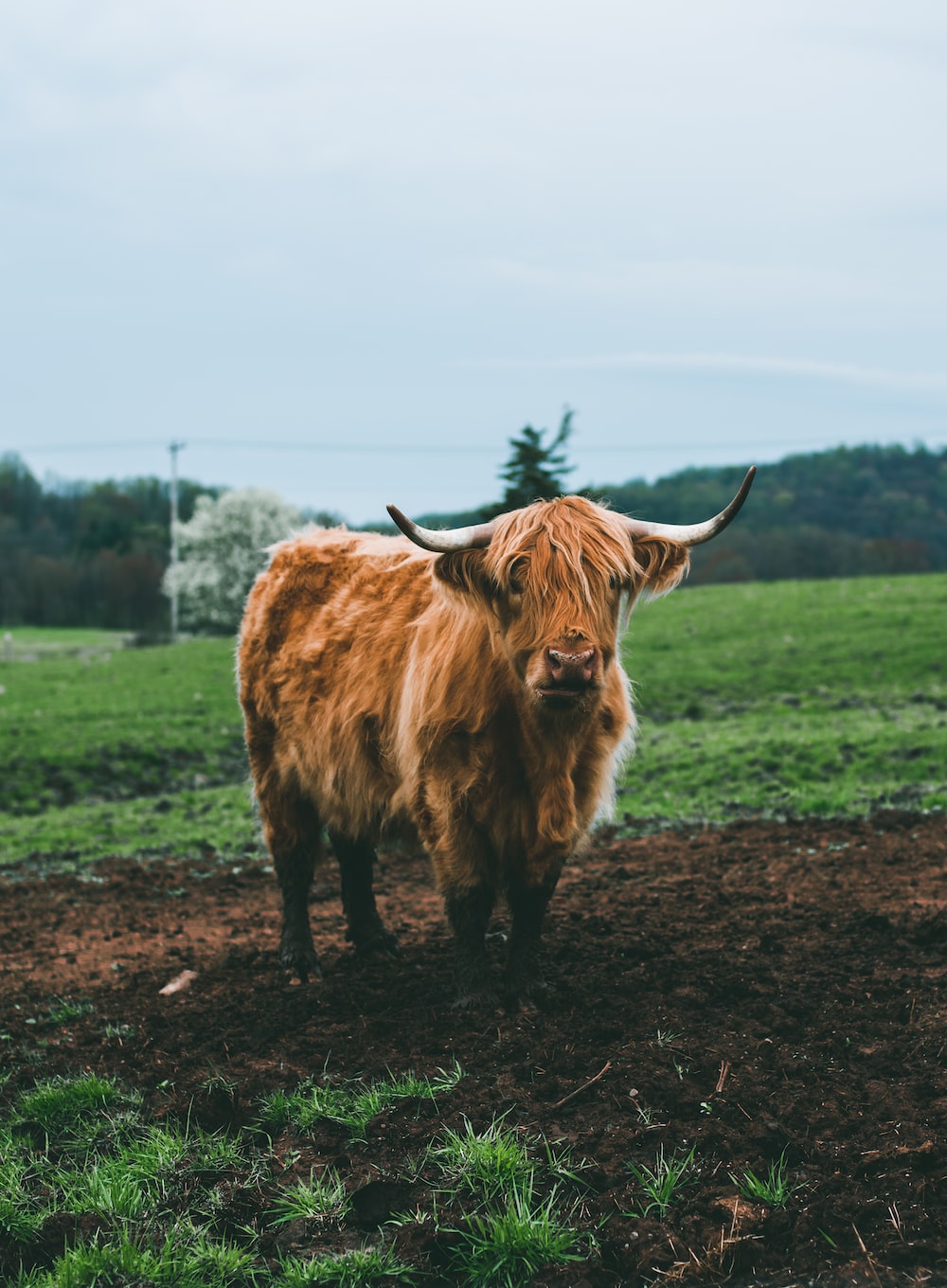 Fluffy Cow Picture. Download Free Image