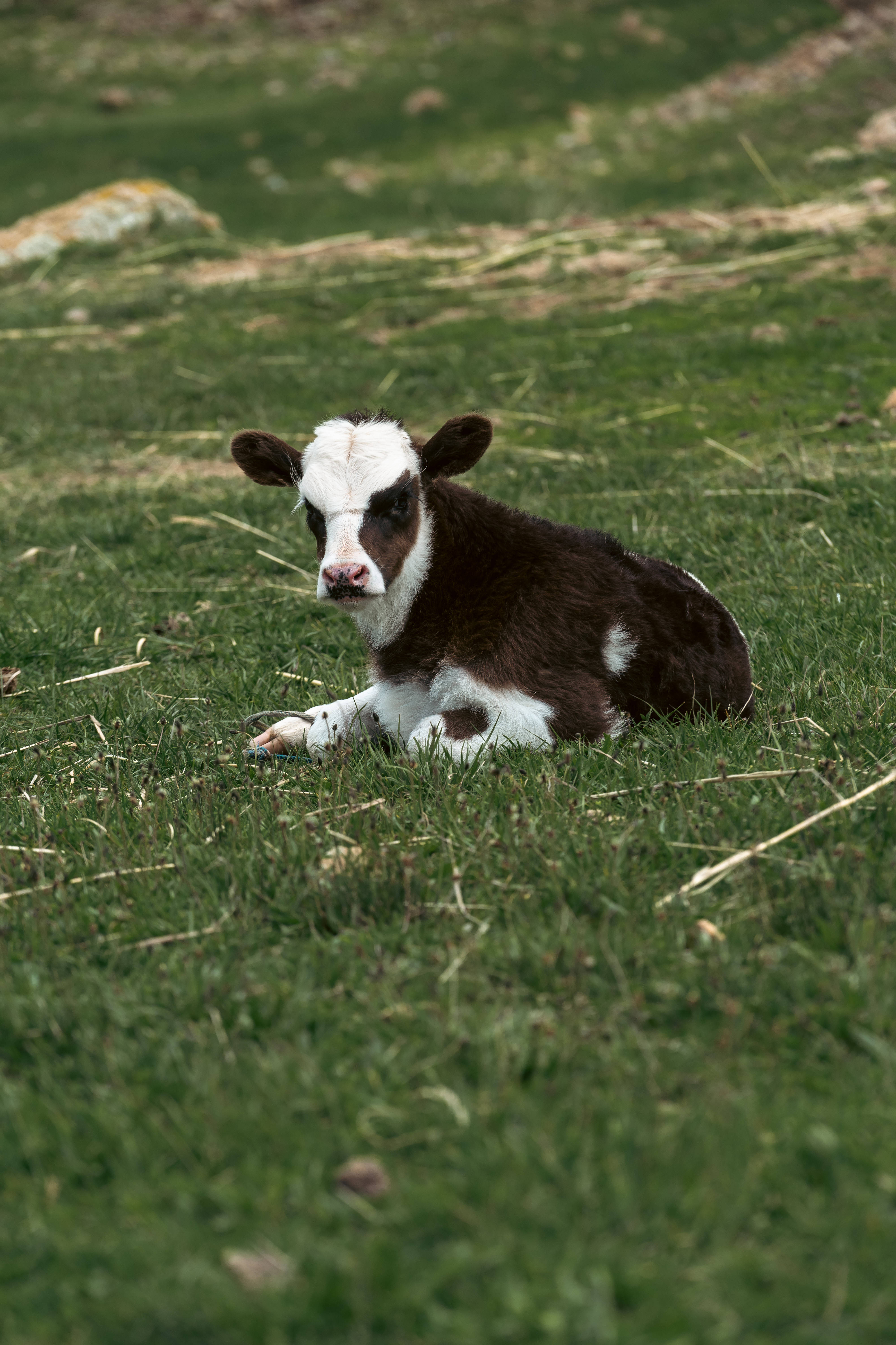 Download Cute Baby Cow On Grass Wallpaper