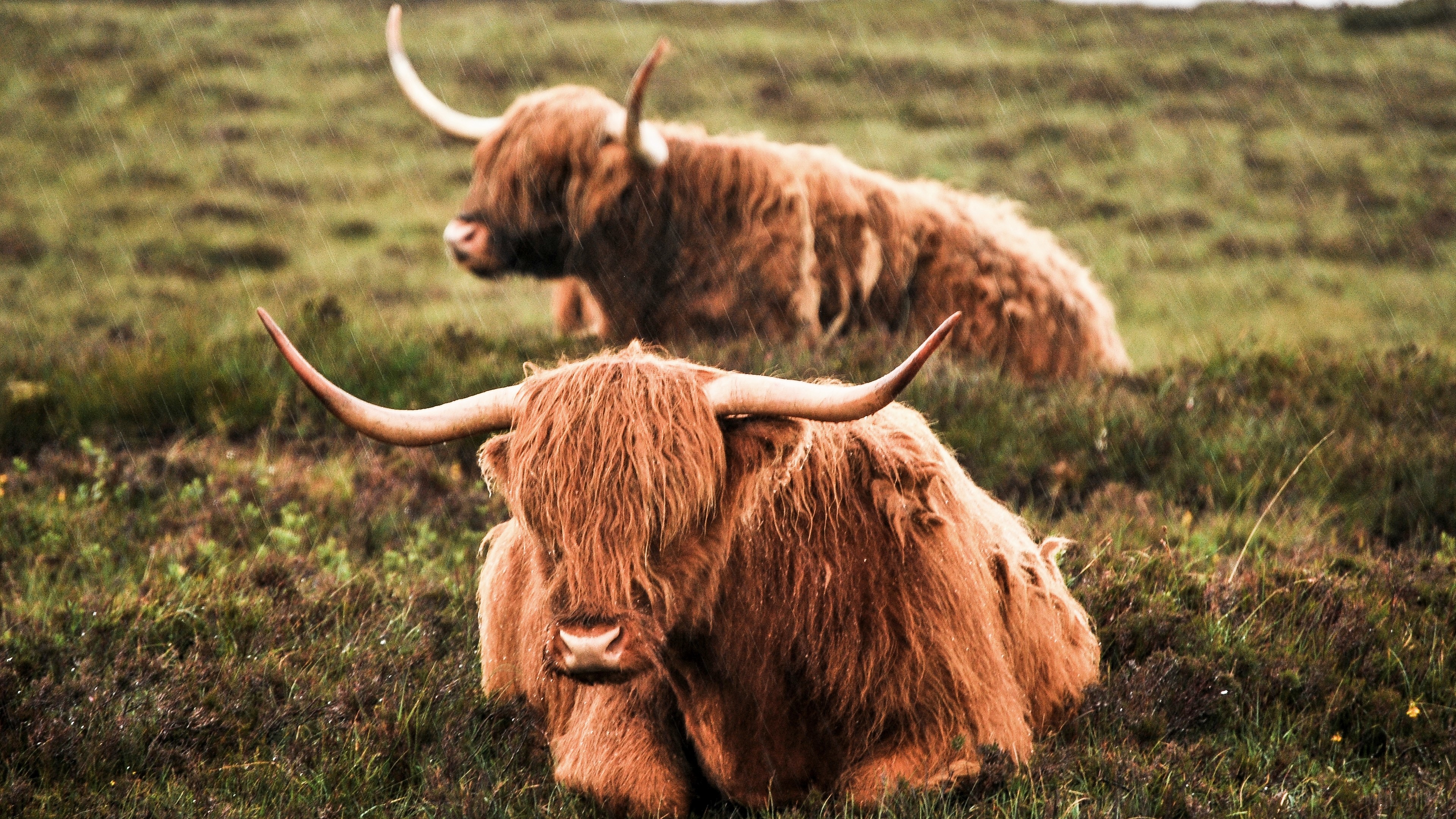Cow, Highland Cattle, Rain 4k Gallery HD Wallpaper