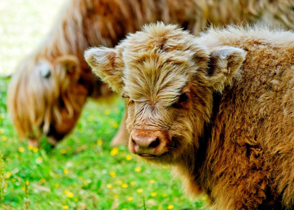 This Kentucky Farm's Highland Cow Baby Boom is the Cutest Thing You'll See Today