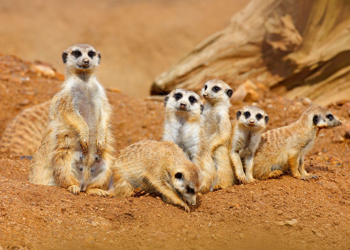 Big Animal Family Funny Im' Poster