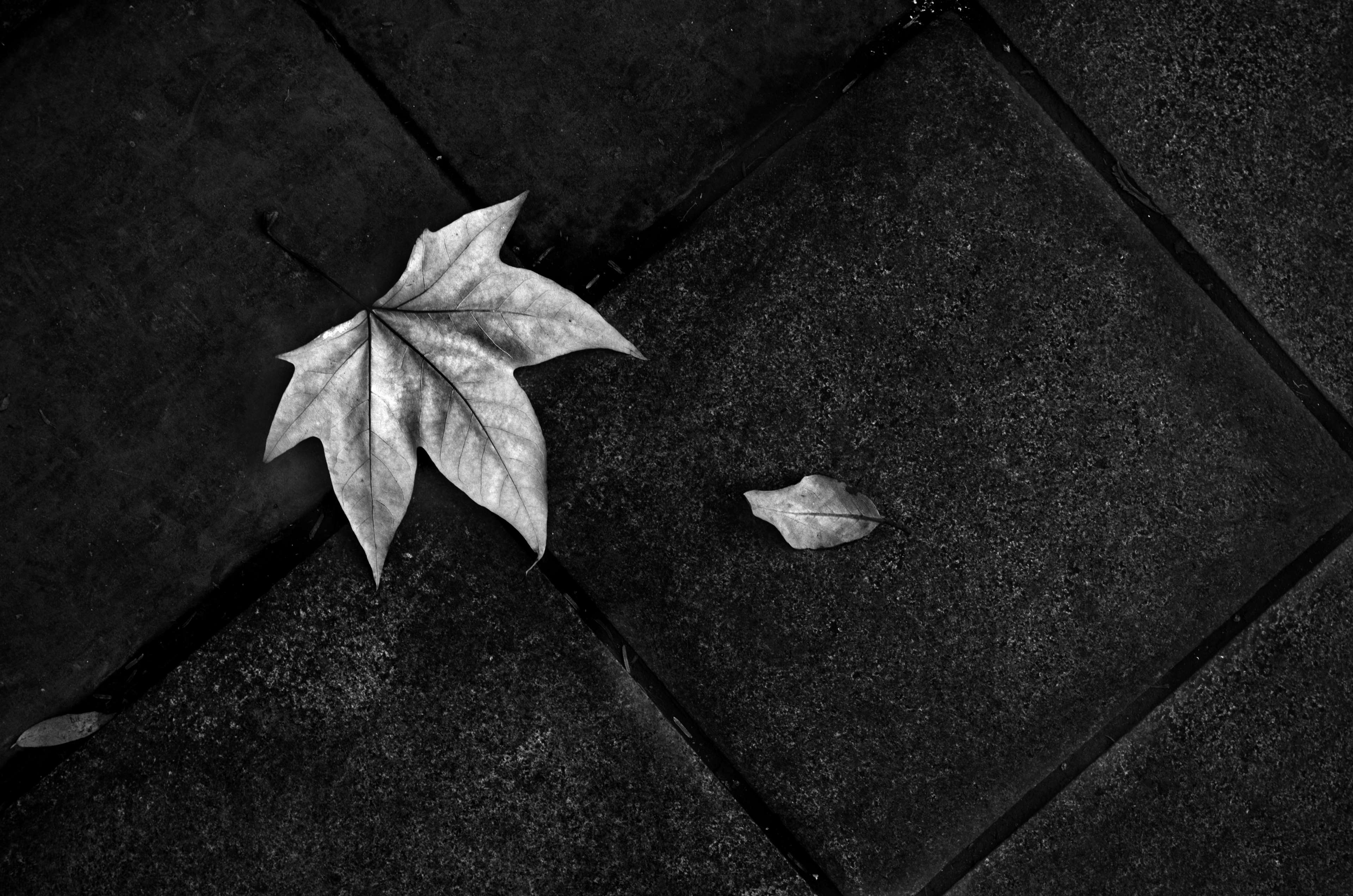 black and white, fallen leaves, floor, leaf, on the ground, texture 4k Gallery HD Wallpaper