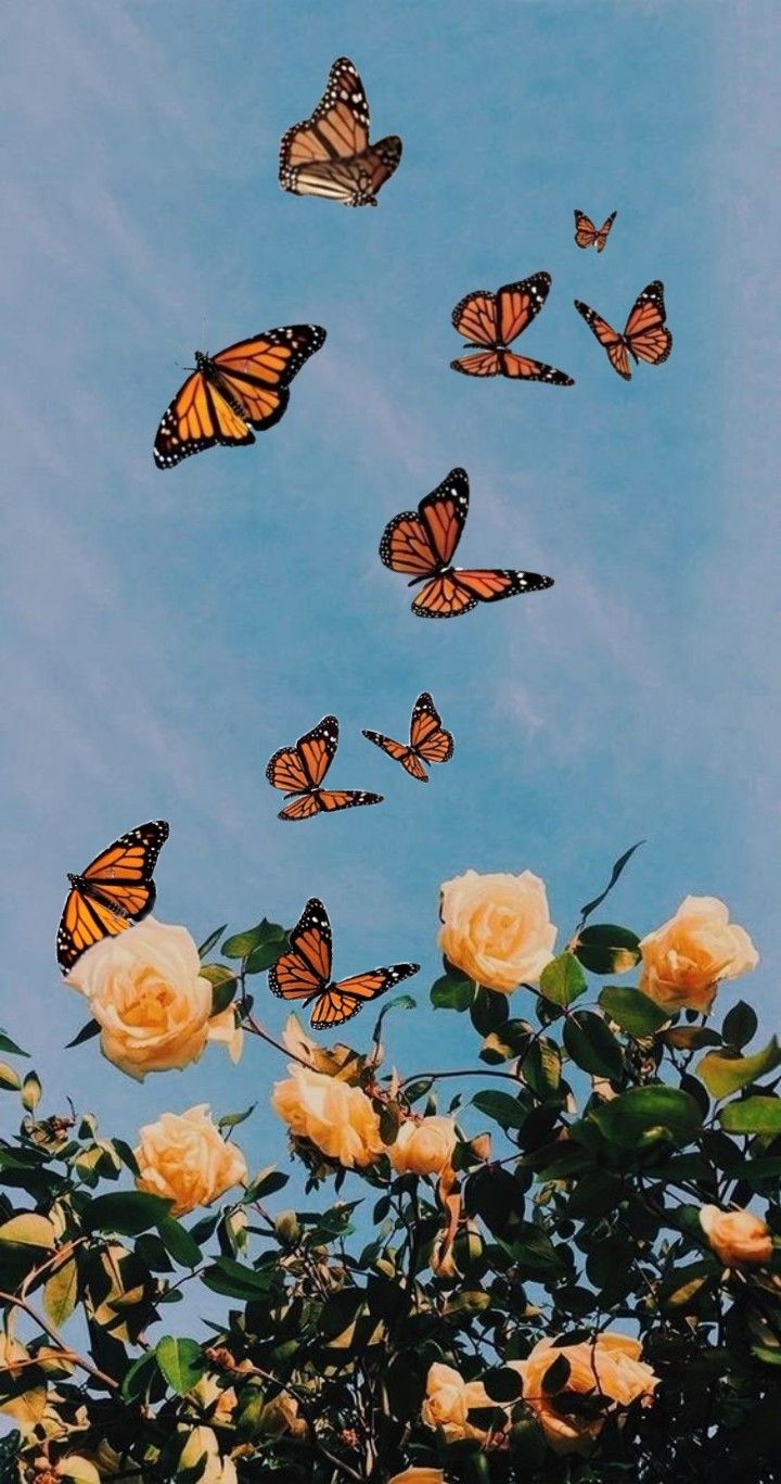 papéis de parede. Flower iphone wallpaper, Butterfly wallpaper background, Butterfly wallpaper iphone