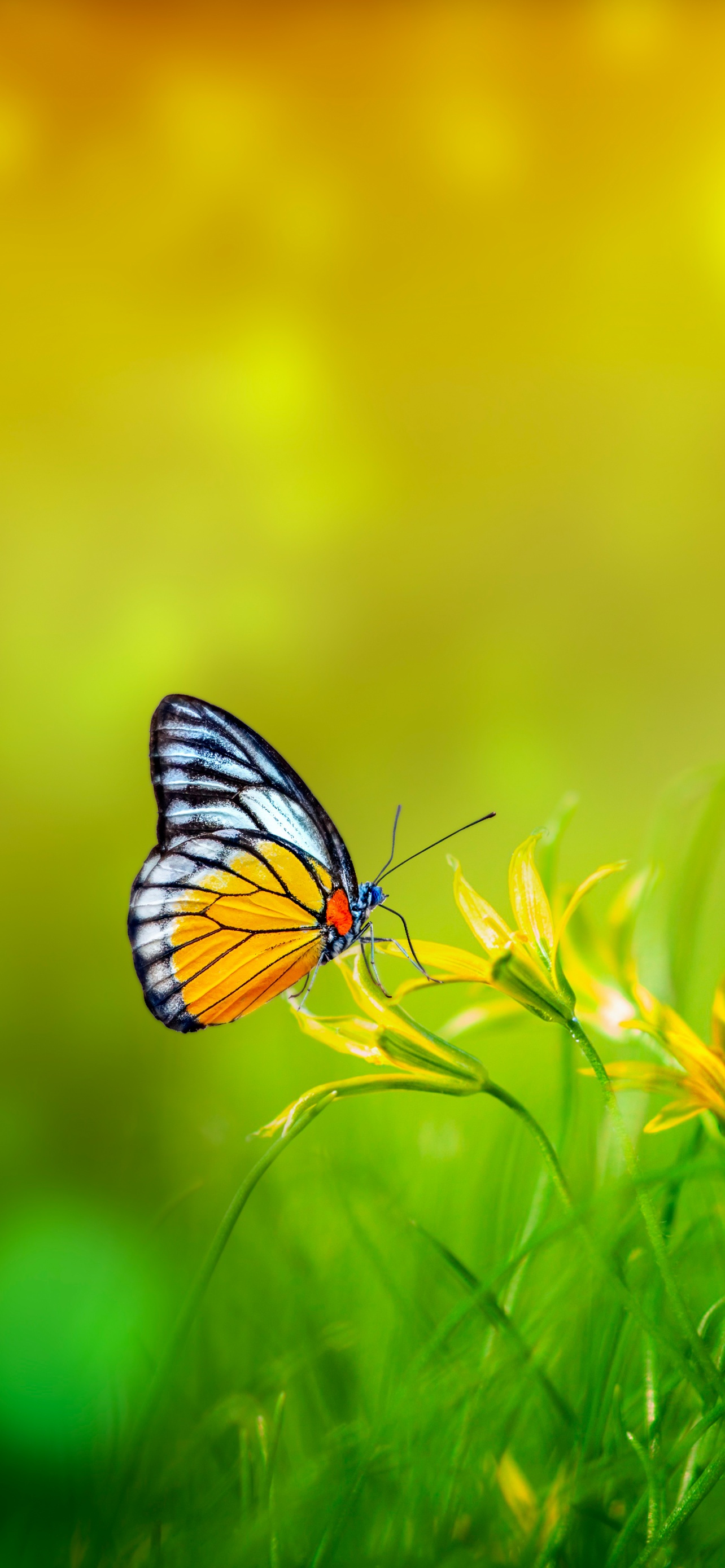 Butterfly Wallpaper 4K, Spring, Bokeh, Nature