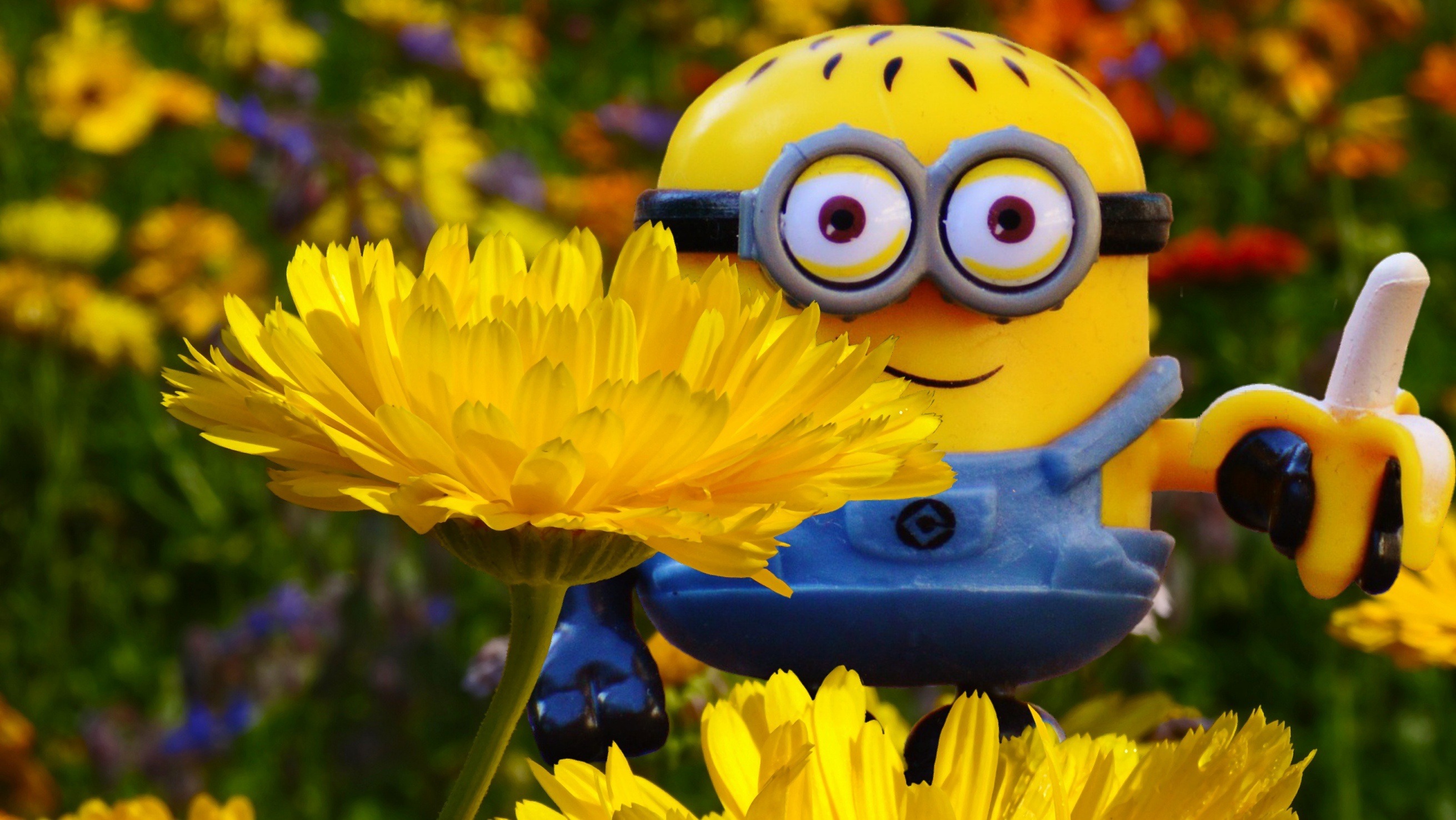 Free Image, grass, meadow, flower, petal, spring, yellow, banana, flora, sunflower, wildflower, flowers, fun, figure, funny, minion, macro photography, flowering plant, daisy family, pollinator, computer wallpaper, membrane winged insect, toy play